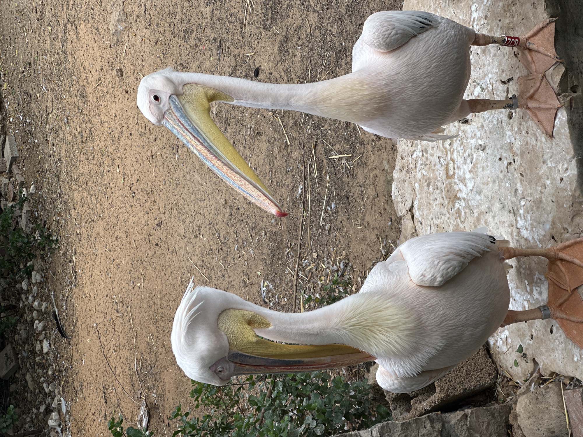 Two great white pelicans are standing on a rocky surface in an outdoor enclosure. The pelican on the left is facing left and is partially obscured by its own body. Its beak is angled downwards, and its long neck is curved. The pelican on the right is facing the viewer and is looking to the left. Its beak is also angled downwards. Both pelicans have white and pinkish plumage. The ground in the background is sandy with scattered dry vegetation and some rocks. There is a stone wall and some green foliage to the left of the pelicans. The scene appears to be an aviary or zoo enclosure, possibly within the Petah Tikva Biblical Zoo in Israel, given the mention of that location.