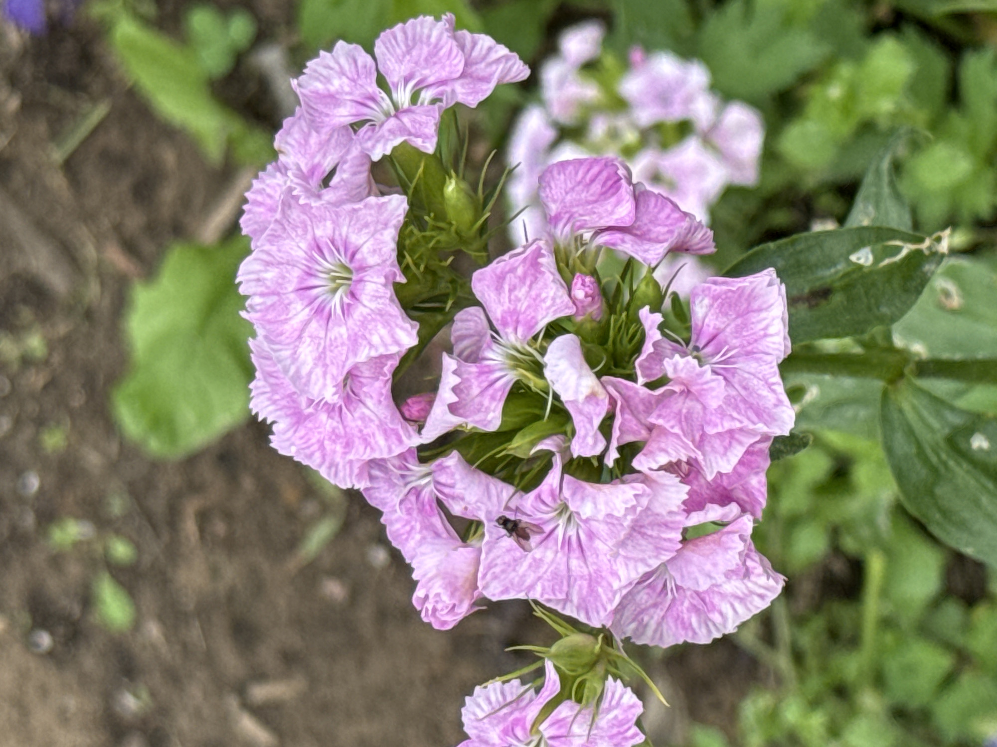 A close-up, vertical shot shows a cluster of delicate, pale pink flowers with ruffled petals. The flowers have darker pink veins radiating from their centers. A single, dark-colored insect with visible legs is perched on one of the petals. The background is softly blurred, with hints of brown soil and vibrant green foliage. There are no people or man-made structures visible in the frame. The scene appears to be an outdoor garden. The location is the city of Mars, Russia.