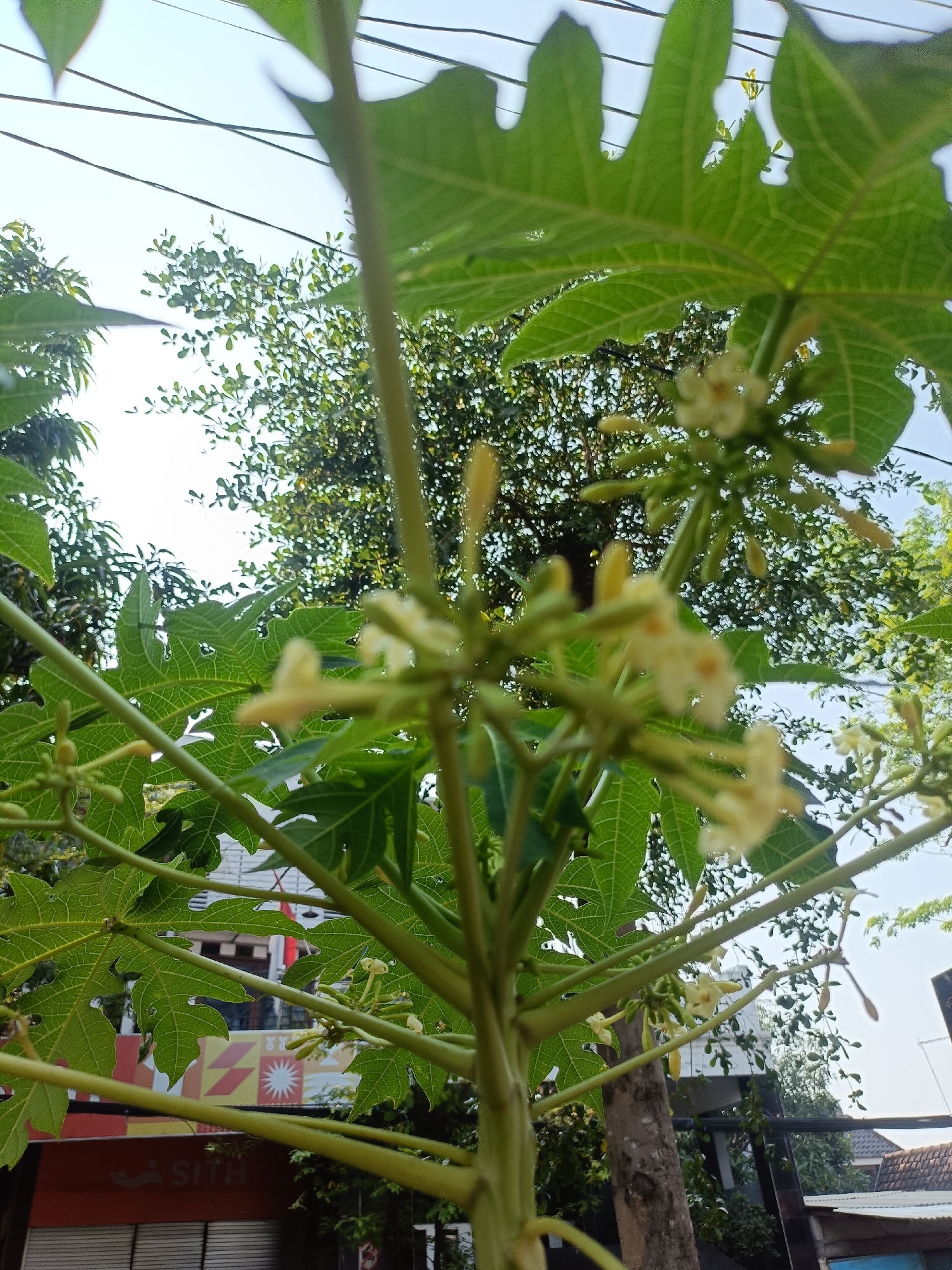 An outdoor, low-angle shot captures a papaya tree with its distinctive palmate leaves and clusters of small, pale yellow flowers. The tree's green stems are prominent in the foreground, with some flowers and developing fruit buds in sharp focus. In the background, out-of-focus, are lush green trees and a clear blue sky with thin overhead wires. To the left, a building with a red and yellow facade is partially visible, featuring geometric patterns and text that reads "SITH" in orange. The scene is set in Kediri City, Indonesia, suggesting an urban or suburban garden setting.
