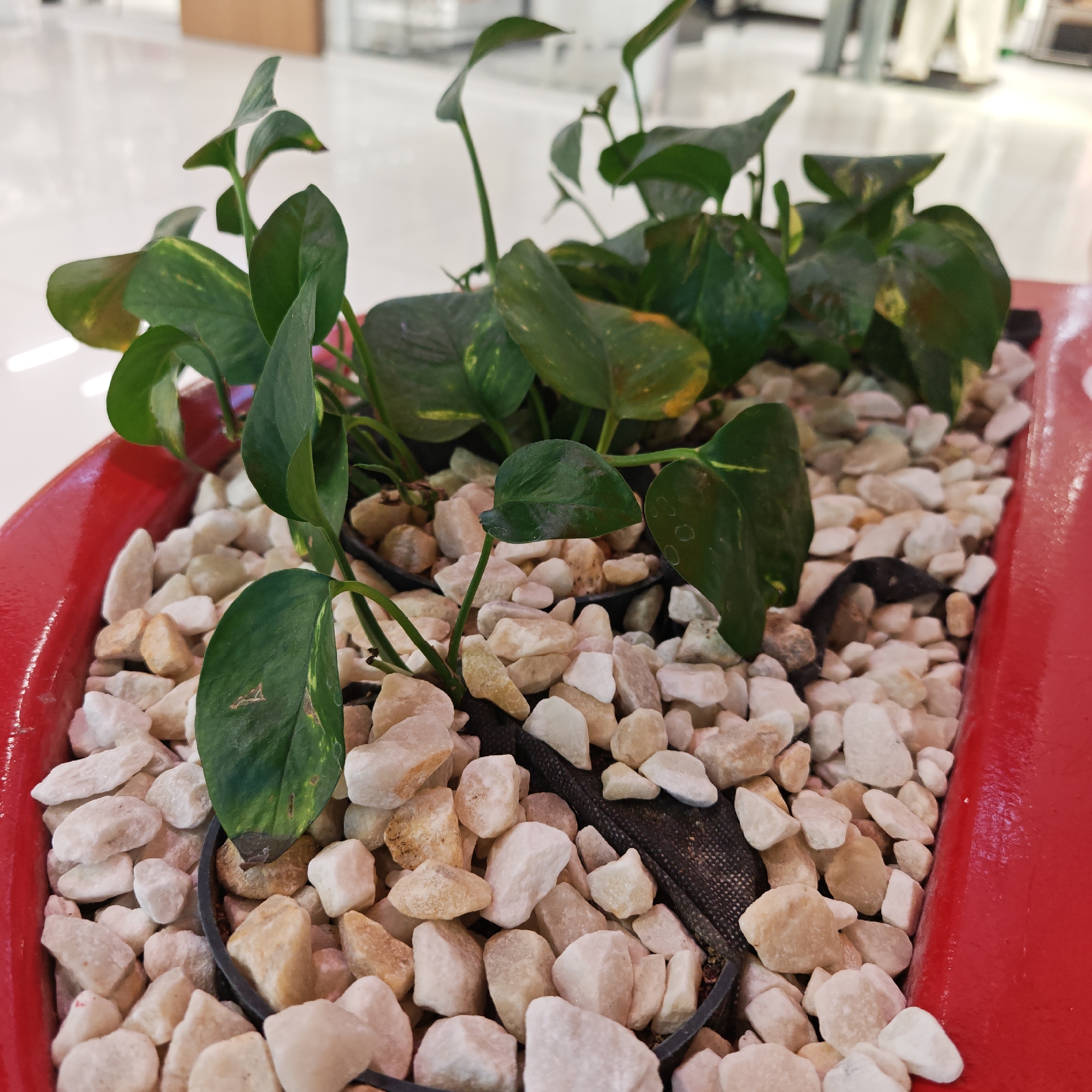 A medium-angle shot depicts a plant in a red container, surrounded by white and tan rocks. The plant has green leaves, some with yellow spots. A black fabric is visible under the rocks. The background is blurred, showing a white floor and indistinct objects. The image was taken in Taganrog City District, Russia.
