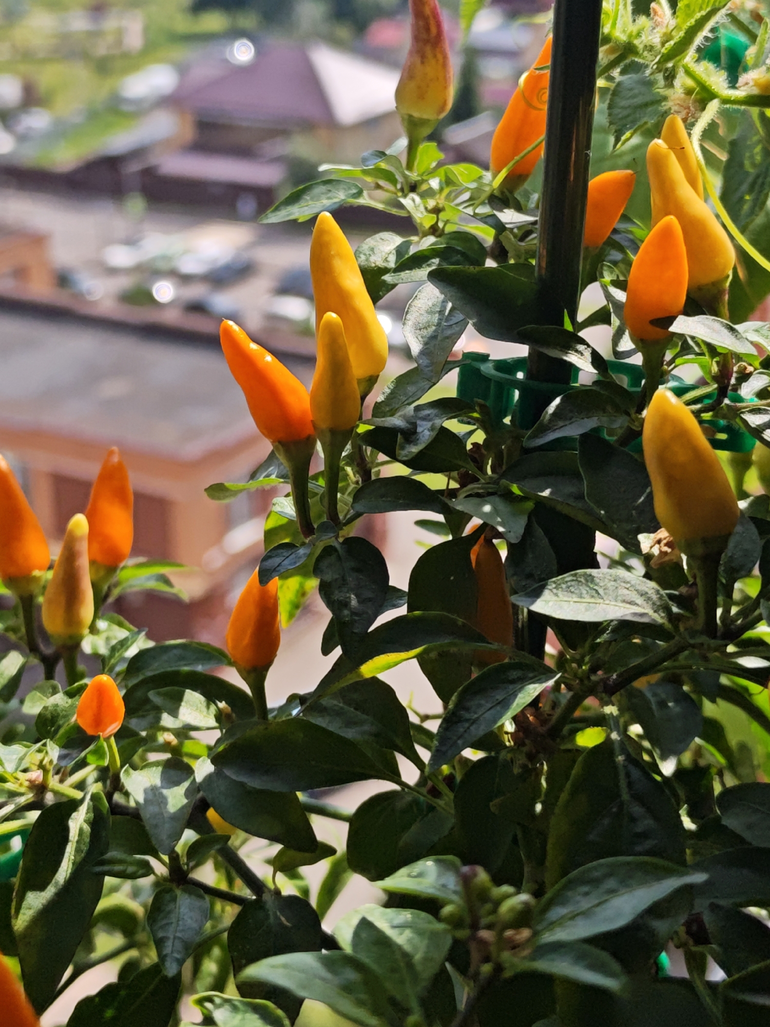The image shows a close-up view of a chili pepper plant with several ripe orange and yellow peppers growing on it. The plant is in focus, with its leaves and peppers clearly visible. The background is blurred, but it appears to be an outdoor setting with buildings and some vegetation. The scene is likely from a balcony or garden in the city of Shcherbinka, Russia, given the context.