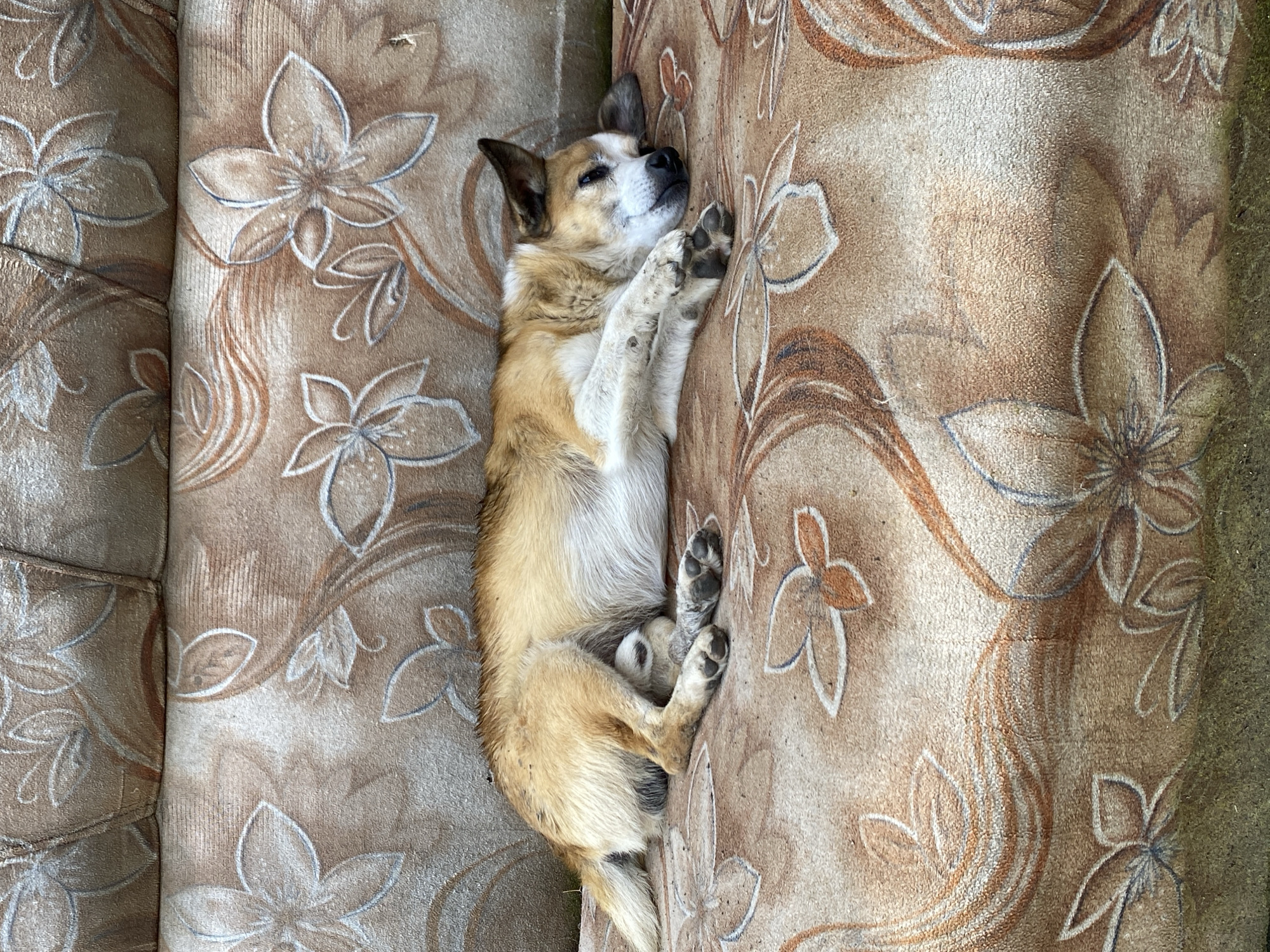 A medium-sized dog with tan and white fur is sleeping on a faded, floral-patterned sofa. The sofa appears to be outdoors, possibly in a yard or on a patio, as indicated by the rough texture and visible dirt or debris on the surface and around the edges. The dog is lying on its side, with its head resting on its paws and its eyes closed. The floral pattern on the sofa consists of stylized flowers and swirling lines in shades of brown, beige, and white, with some outlines in blue and orange. The image is taken from a slightly elevated, eye-level perspective, focusing on the dog and the sofa. There is no indication of any specific location within Kisliakovskaya, Russia, beyond it being a general outdoor setting.