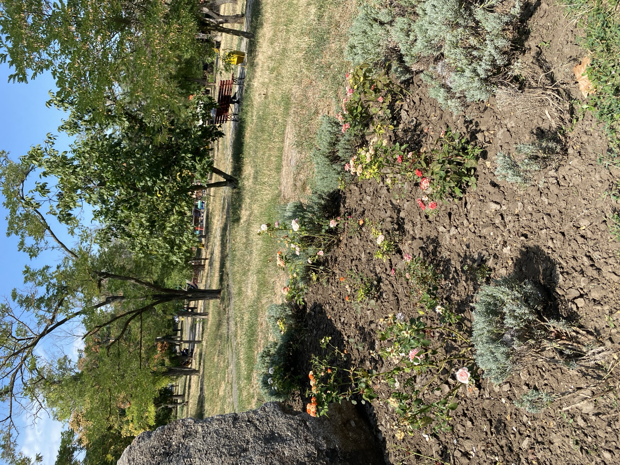 In the foreground, a flowerbed of soil is planted with several rose bushes bearing small pink and orange blooms, interspersed with silvery-green lavender bushes. A large, rough-textured grey boulder is situated to the left of the flowerbed. Behind the flowerbed, a park setting unfolds with dry, golden-brown grass, scattered trees with green foliage, and a paved pathway winding through the scene. In the mid-ground, a person is seated on a dark red park bench, facing away from the camera. Adjacent to the bench is a bright yellow waste bin. The background reveals more trees and a clear blue sky. This scene is consistent with the park known as "Park im. Shevchenko" in Chornomorsk, Ukraine.