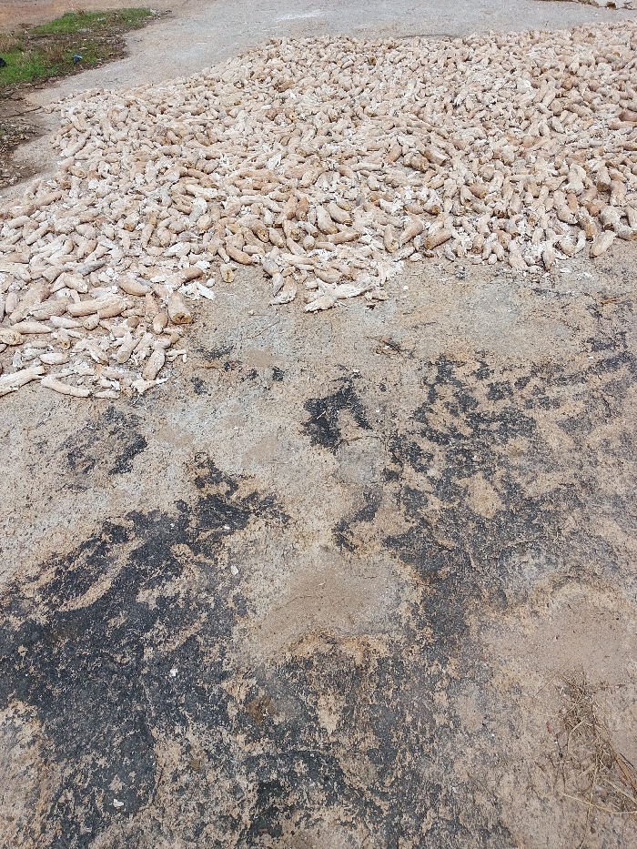 The scene, located in Igbo Ijaiye, Nigeria, presents an outdoor ground-level view. The upper two-thirds of the image display a dense, expansive spread of light-colored, irregularly shaped agricultural produce, consistent with dried cassava tubers, resting on a lighter brown ground surface. The lower third of the frame consists of a textured ground surface characterized by light brown and tan soil interspersed with irregular, mottled dark grey and black patches, resembling dried earth or residue. A small clump of dry, light-colored grass is visible in the bottom right corner. In the upper left background, a slightly elevated section of lighter-colored soil or gravel is present, with minimal green vegetation at its edge. No individuals or active subjects are depicted; the scene is static.