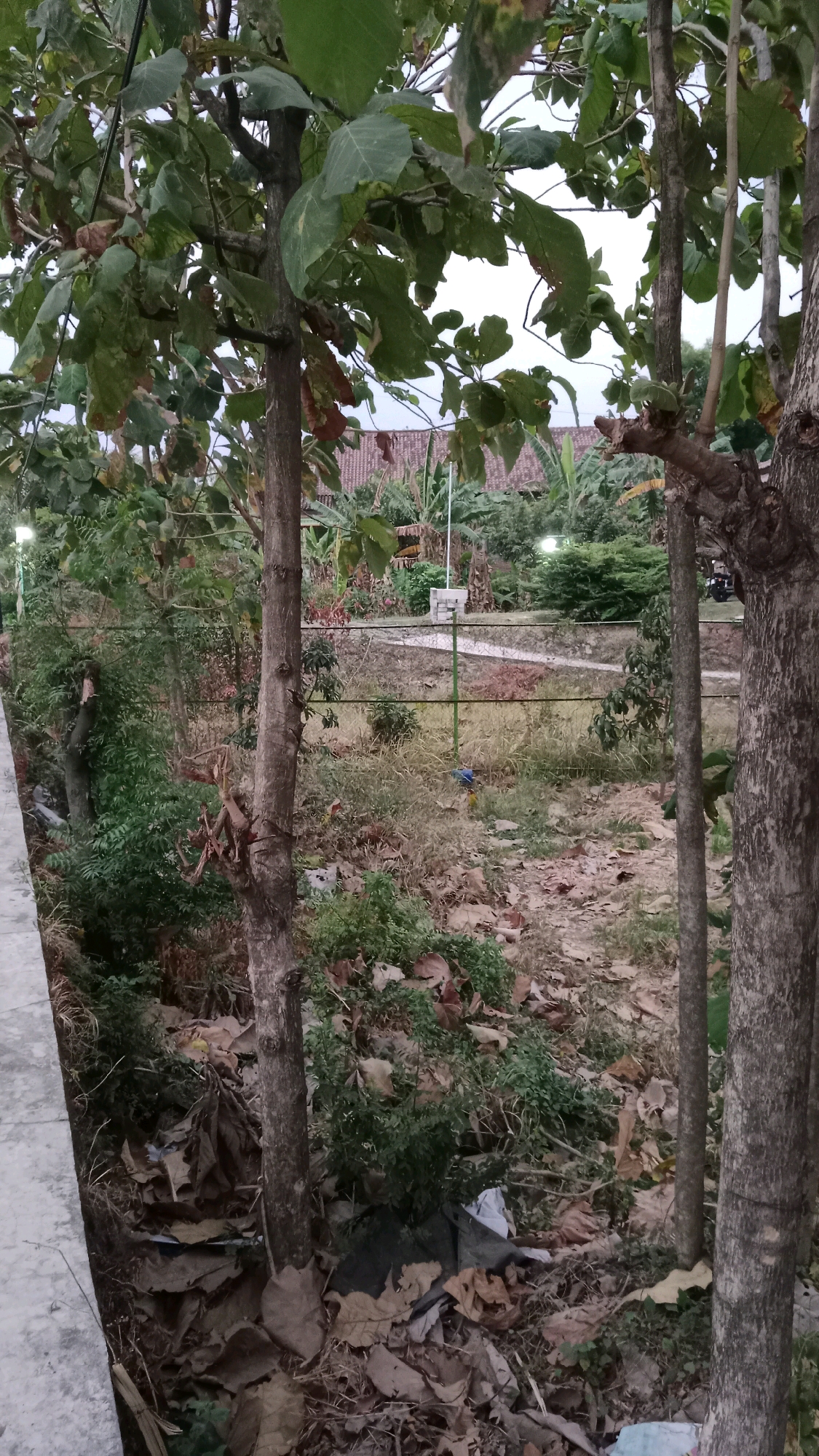 This image captures a natural, outdoor scene likely within the city of Sugihwaras, Indonesia. The foreground is dominated by the trunks of several trees with textured bark and green foliage overhead. The ground is covered with dry leaves, sparse grass, and some debris, suggesting a somewhat unkempt area. In the background, there are glimpses of buildings with tiled roofs and lush greenery, including banana trees, indicating a tropical environment. A paved pathway is visible winding through the landscape, and a few streetlights are mounted on poles, implying this is an area with some public access or lighting. The overall impression is a quiet, natural setting on what appears to be an overcast day. There are no people or animals visible in the frame.