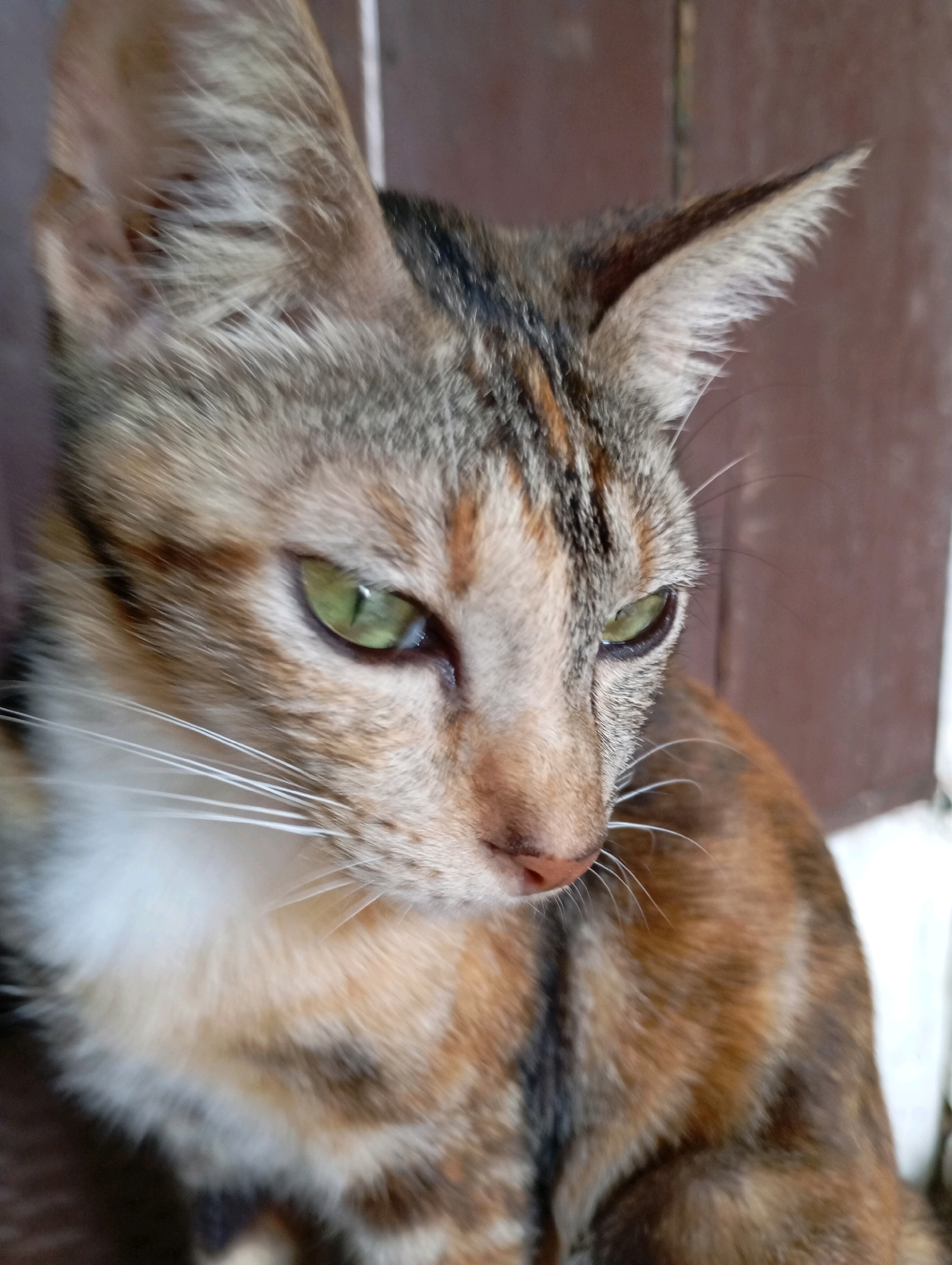 A close-up, waist-up shot shows a calico cat with green eyes and white whiskers, looking down and to the right. The cat's fur is a mix of brown, black, orange, and white. The background is blurred, with a dark brown wooden surface on the left and a lighter, possibly white surface on the right. The lighting appears to be natural, coming from the left. The image does not contain any identifiable landmarks or features that would indicate a specific location in Balikpapan, Indonesia.