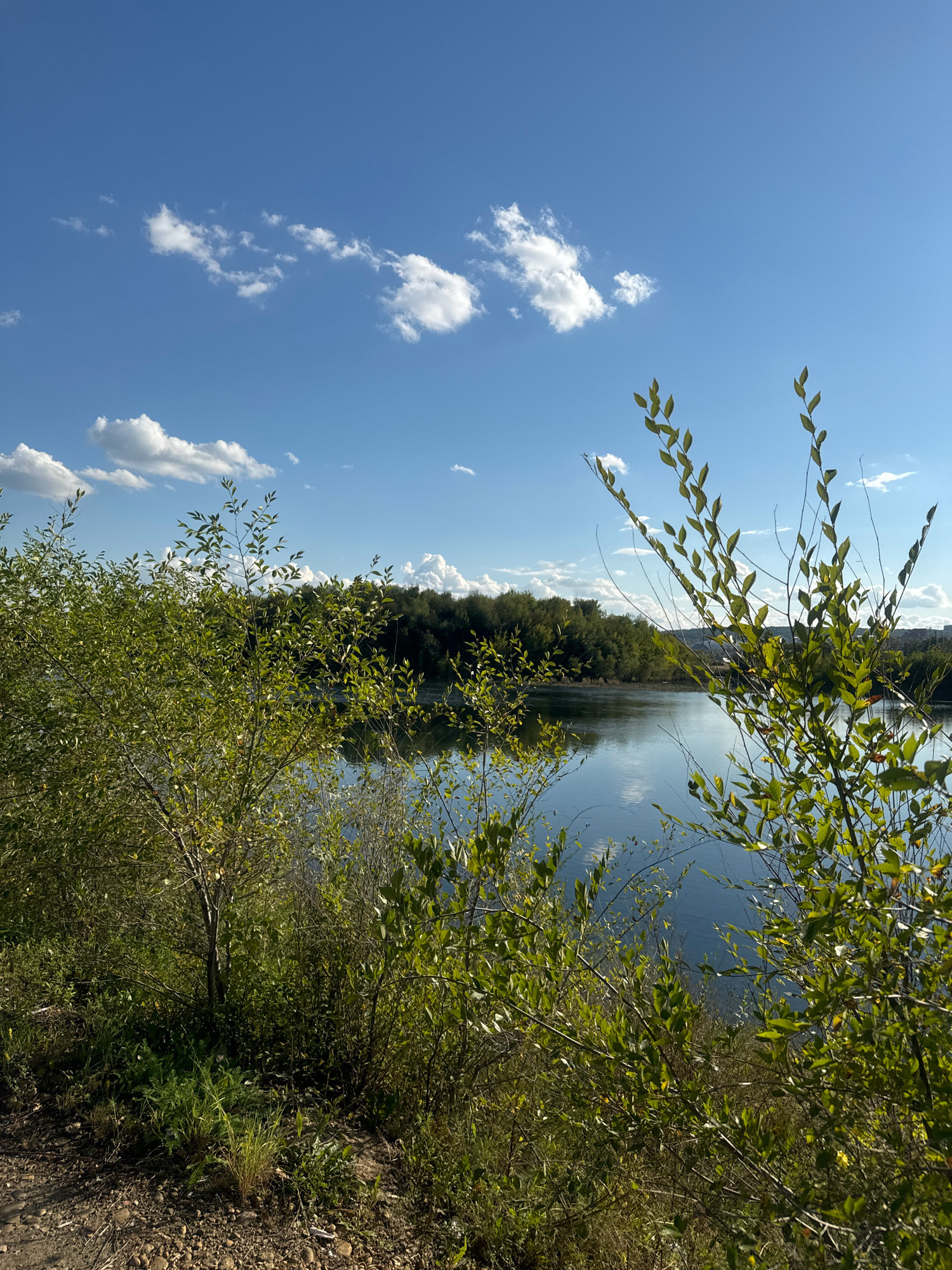 This is a landscape photograph taken outdoors, likely in the city of Irkutsk, Russia, given the context. The image features a body of water, possibly a lake or river, with a dense line of trees bordering its far bank. The water's surface is calm, reflecting the sky and the trees. The sky above is a clear, vibrant blue with scattered, fluffy white clouds. In the foreground, the scene is dominated by lush green foliage and branches of trees and bushes. The ground in the lower left corner appears to be rough, with small stones and dirt. The lighting suggests it is daytime, possibly late morning or afternoon, with the sun illuminating the scene from the right. There are no people or animals visible in the image. The overall impression is one of a natural, serene environment within or near an urban setting, as indicated by a hint of buildings on the far right horizon.