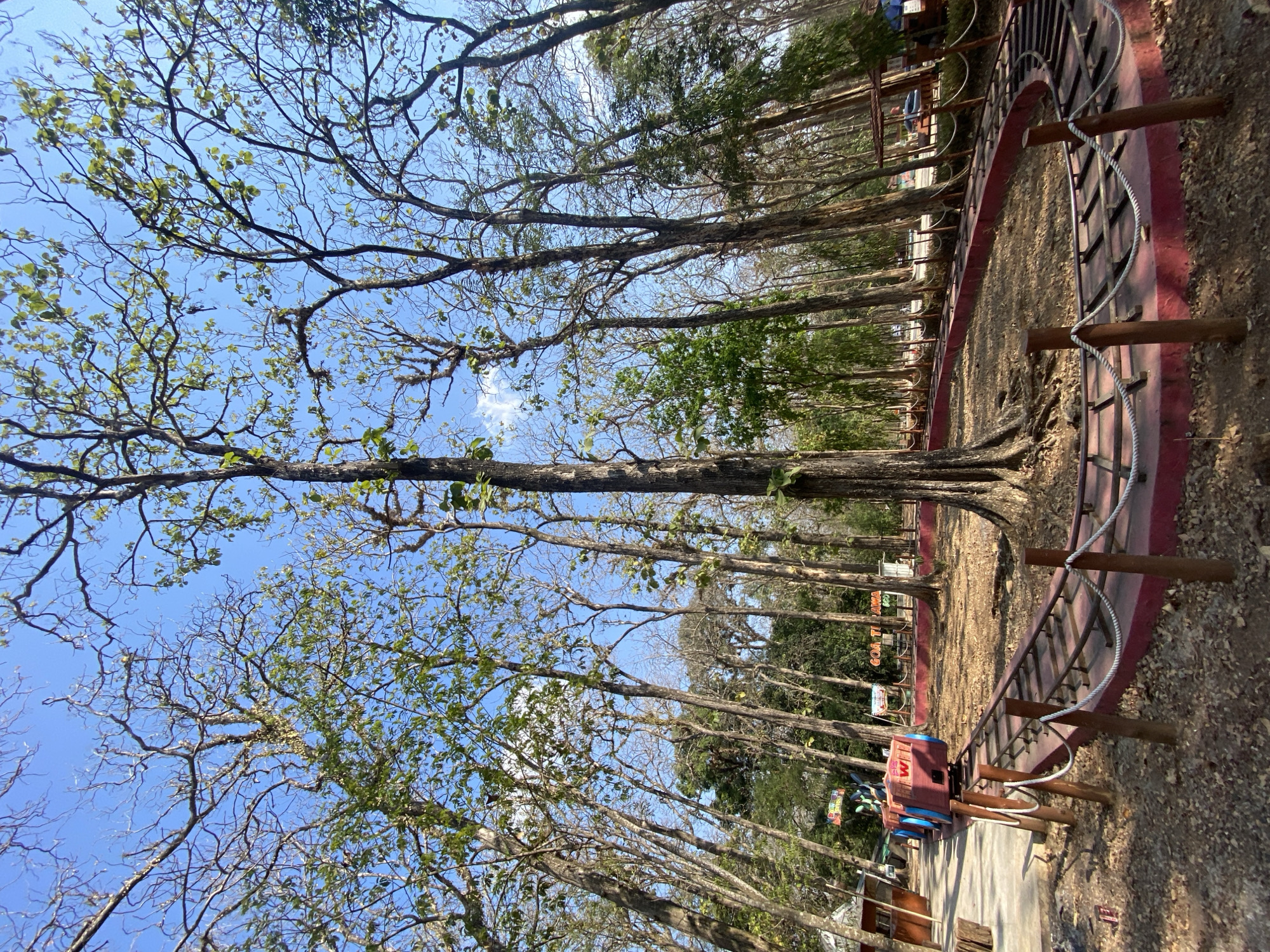 In the city of Unknown, Unknown, a park scene unfolds under a clear blue sky. A miniature train track, painted red and brown, curves through a dry, wooded area. The track is bordered by wooden posts and rope, with a few wooden train cars visible on the rails. Tall, bare trees with sparse green leaves dominate the landscape, their branches reaching towards the sky. The ground is covered with dry leaves and dirt. In the background, there are signs and structures that suggest a public park or amusement area, with a few vehicles visible in the distance. The overall impression is of a natural setting with a touch of man-made entertainment.