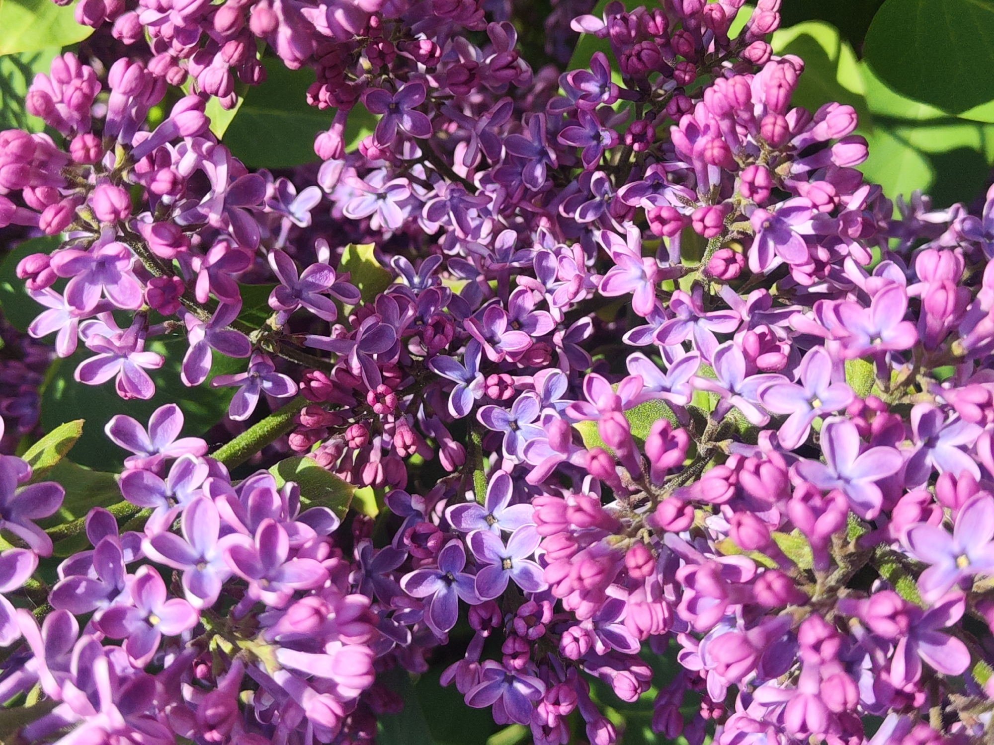 The image depicts a cluster of lilac flowers in full bloom. The flowers are predominantly purple, with some variations in shade. The image is a close-up, allowing the viewer to see the intricate details of the individual blossoms. Some green leaves are visible in the background, suggesting the flowers are part of a larger bush or tree. The setting cannot be determined from the image.