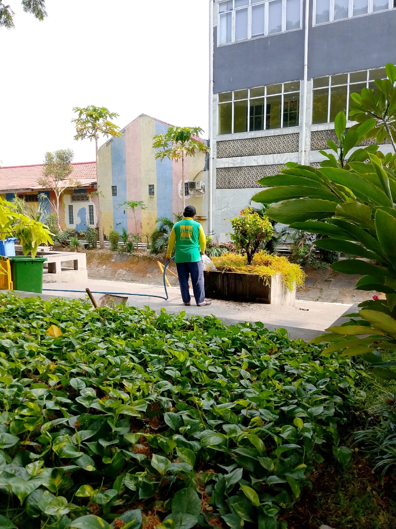 An outdoor, eye-level, full shot captures a man in a bright green vest with yellow sleeves, wearing dark blue pants and a black cap, holding a hose connected to a water source. He is standing in a courtyard area with a pathway and a planter box filled with yellow and green foliage. In the background, a multi-colored building with pastel stripes stands next to a darker, modern building with numerous windows. Lush green plants dominate the foreground. The image appears to be taken during the day, with bright sunlight illuminating the scene. This scene is likely located in Kediri City, Indonesia, judging by the architectural style and vegetation.