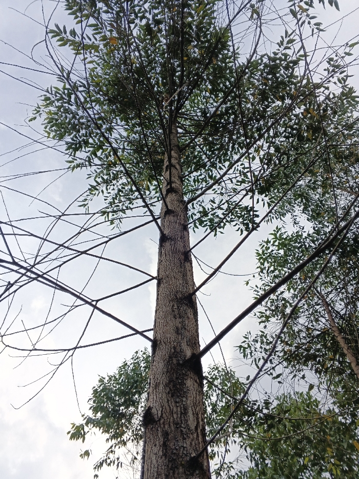 The scene depicts a tall, mature tree photographed from a low-angle perspective, looking directly upward towards its canopy against the sky, located in Mianyang, China. The central, dominant feature is the tree's trunk, which is coarse-textured with bark exhibiting shades of light brown and grey. Numerous branches extend horizontally and diagonally from the trunk; some of these branches are bare, thin, and dark, while others are densely covered with small, ovate green leaves. The upper portion of the tree forms a substantial, verdant canopy, with leaves concentrated at the extremities of the branches. The background consists of a bright, predominantly overcast or partly cloudy sky, with diffuse light. A secondary tree or portion of a tree, also featuring green foliage, is partially visible on the right side of the main tree. No individuals, animals, or artificial objects are present in the frame, and no actions or interactions are observable.