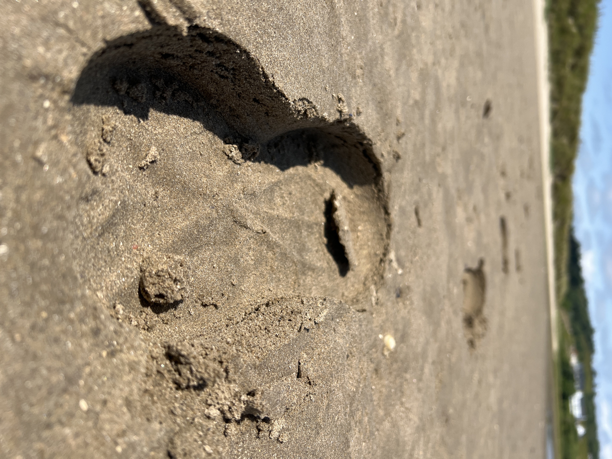 The media file is a close-up, angled shot of wet sand on a beach. The primary subject is a footprint pressed into the sand, showing the indentation and the surrounding granular texture. The lighting suggests it is daytime, with a bright sun casting shadows. The background is out of focus, showing a blurry expanse of sand leading to a green, vegetated area that could be dunes or coastal foliage, and then a bright blue sky with some clouds. This indicates an outdoor setting, likely a beach with vegetation nearby. There are other, less defined footprints further in the distance. The overall mood is serene and natural, capturing a moment of a person having walked on the beach. The location context of Tullycullion, Ireland, suggests a coastal environment, which aligns with the visual cues of sand and the sea. No text is visible in the image.