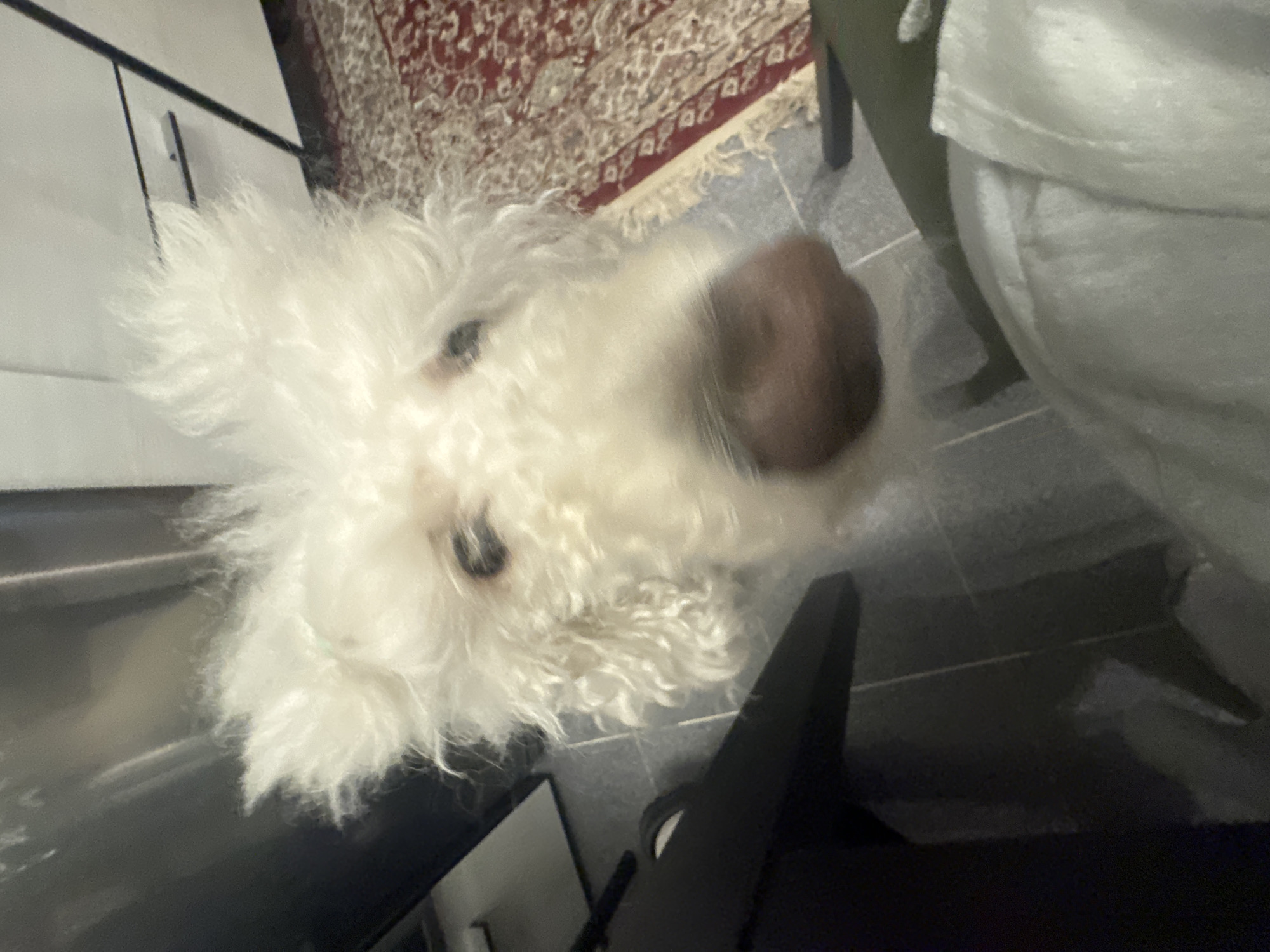 A medium-shot photograph from a high angle shows a white, fluffy dog with a brown nose looking up at the camera. The dog is positioned in the center-left of the frame. A portion of a dark-colored object or surface, likely a desk, is visible in the lower-left corner. A Persian-style rug with red and beige patterns is in the background, partially obscured. The floor appears to be tiled in gray. A portion of an olive green upholstered chair is on the right of the scene. No people are visible. This image cannot be accurately linked to Krasnoyarsk, Russia, or any other specific location without additional contextual information.