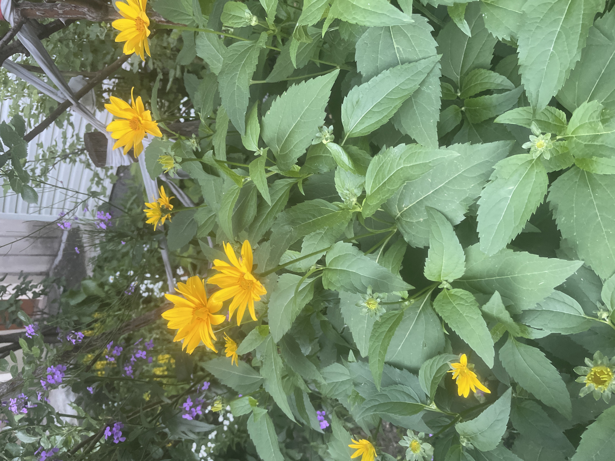 A medium-shot, eye-level outdoor image shows a cluster of yellow daisies and purple flowers in a garden. The yellow daisies are in the foreground and appear to be the primary subject of the photo, with several blooming flowers and some buds. The purple flowers are smaller and more delicate, blooming in the background. The foliage is lush and green, with large, serrated leaves characteristic of the daisy plants. In the far background, a blurry white building with a gray roof is visible. The scene appears to be a residential garden, with a wooden post and some gray support structures suggesting some form of garden trellising or support. The lighting is soft and diffused, indicating it may be overcast or late in the day. The image is sharp and in focus on the flowers and leaves in the foreground.
