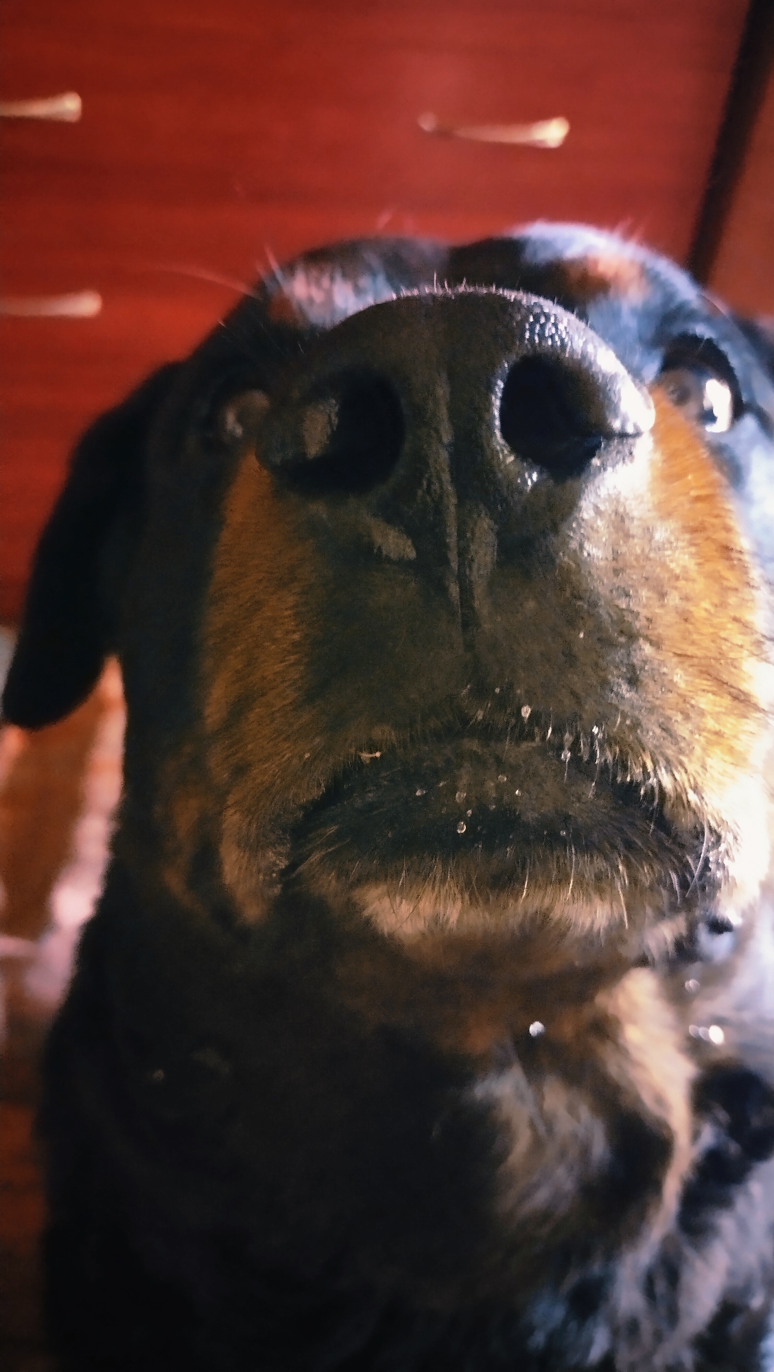 A close-up, low-angle shot captures a Rottweiler dog's snout and face. The dog's dark, wet nose, with clearly defined nostrils, dominates the foreground. Small droplets of moisture are visible on the dog's muzzle and around its mouth. The dog's fur transitions from black on its forehead and ears to brown around its snout and cheeks. In the background, a reddish-brown, textured surface, likely wood paneling, is visible, with indistinct lighter lines that could be light reflections or part of the wood grain. The lighting creates highlights on the dog's nose and fur. No people or specific locations in Horishni Plavni, Ukraine, are identifiable in this image.