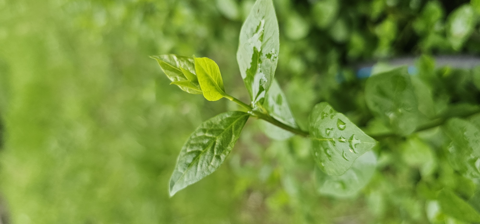 The image presents a close-up, horizontal shot of a vibrant green plant stem with several leaves, set against a softly blurred background of more green foliage. The main focus is on the upper portion of a young plant, with a few new, bright green leaves emerging at the top of the stem, indicating growth.
Two prominent leaves are visible on the right side of the stem, both exhibiting small water droplets on their surfaces, suggesting recent rain or watering. One leaf on the lower left also shows similar water droplets. The leaves display varying shades of green, with the newest growth being a lighter, more vivid green, and the mature leaves a slightly deeper shade. Some of the leaves have subtle patterns or variegation, particularly noticeable on the leaf near the center-right, which shows lighter green or whitish patches. The plant stem itself is slender and green.
The background is entirely out of focus, creating a bokeh effect that highlights the sharp details of the foreground plant. The blurred background consists of various shades of green, consistent with lush vegetation or garden surroundings. The lighting appears natural and bright, indicative of daytime. No human activity or visible text is present in the image.
Given the context, this scene is captured in Plovdiv, Bulgaria, portraying a fresh, natural moment likely after precipitation.