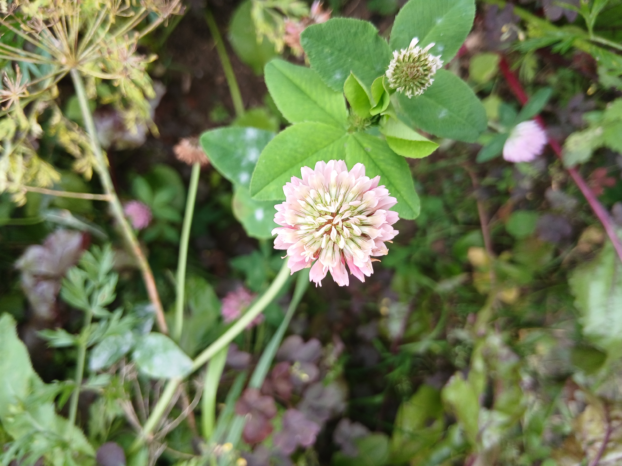 In this overhead close-up shot, a single pink clover flower with a detailed, textured bloom is the focal point. It is surrounded by vibrant green clover leaves and stems. In the background, other clover flowers, some in focus and some blurred, along with other green foliage and brown soil, create a natural, outdoor setting. The lighting appears natural, suggesting an outdoor environment during daylight. The scene is tranquil, showcasing the beauty of nature.