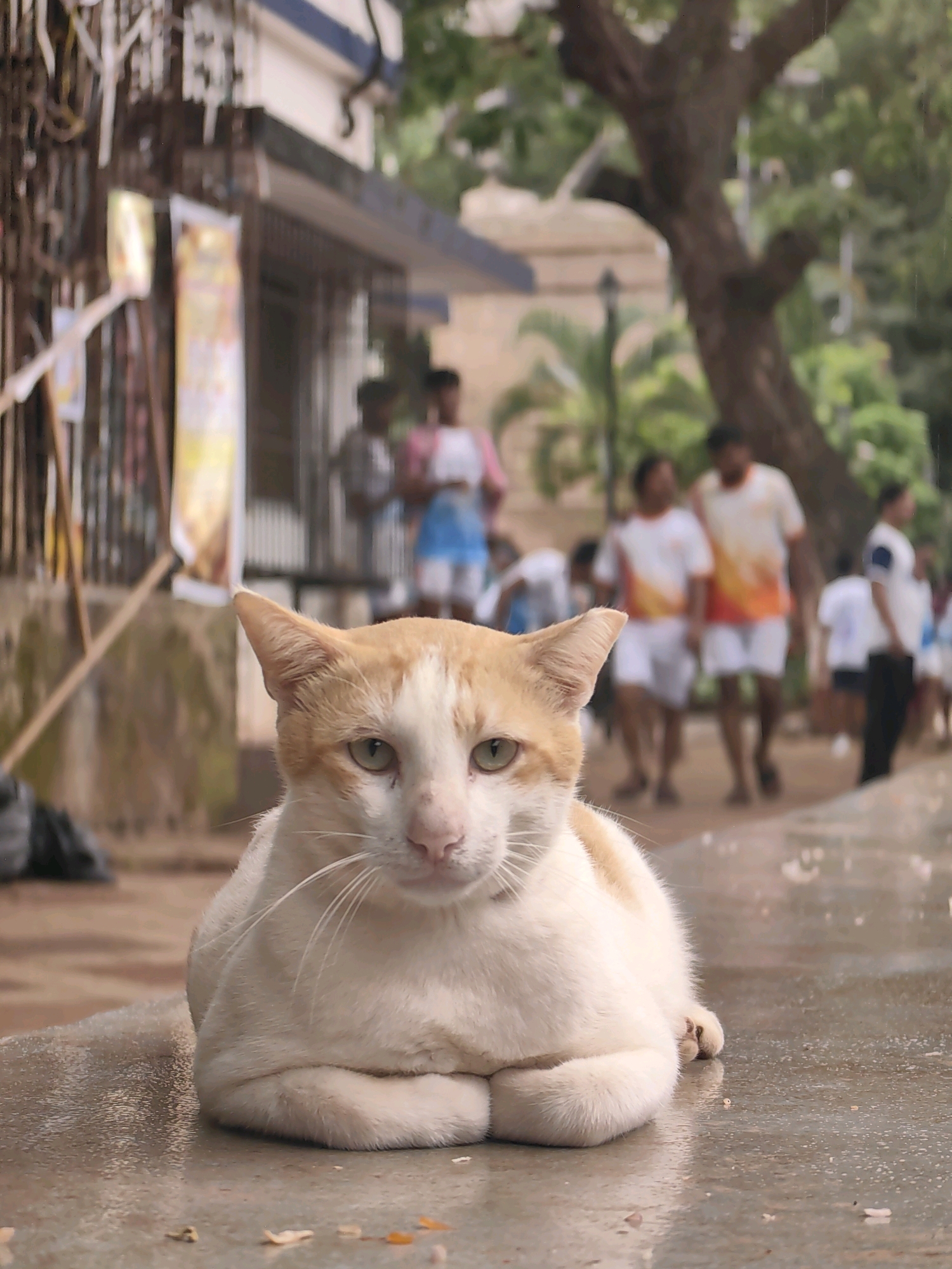 A tan and white domestic cat is lying down on a wet, paved surface, looking directly at the camera. The cat's front paws are tucked beneath its chest. In the background, out of focus, several people are walking. One group of individuals appears to be wearing athletic attire. Behind them, a building with a blue and white facade and a fence are visible, along with a large tree. The scene suggests an outdoor urban environment in Mumbai, India, possibly a park or public area, with hints of rain as indicated by the wet ground and visible raindrops in the air.
