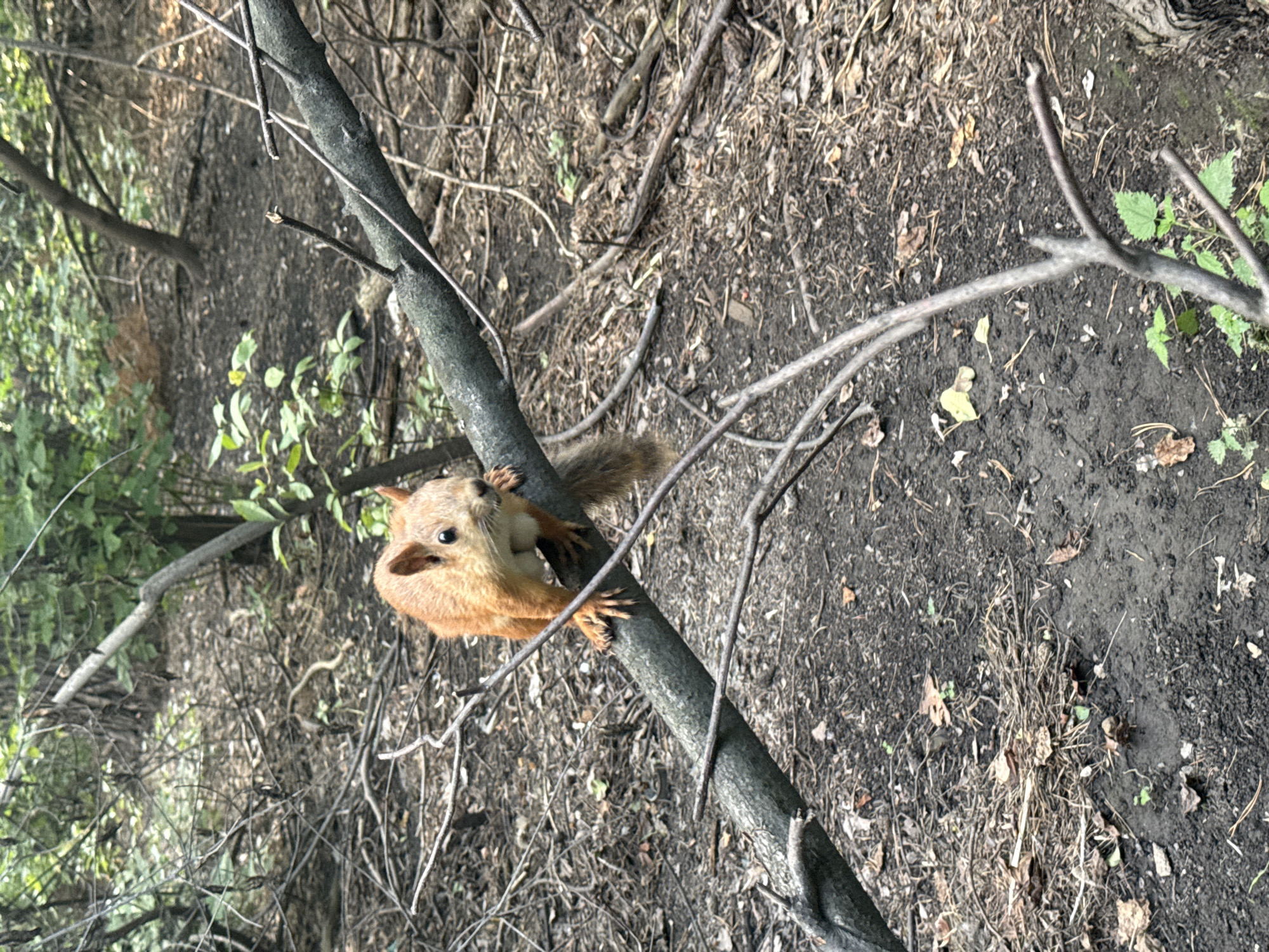 A red squirrel is perched on a fallen branch in a forest area. The ground is covered with dark soil, fallen leaves, and twigs. The background consists of trees and greenery. The squirrel is facing the camera, with its front paws on the branch and its tail visible. The image was taken in Novosibirsk, Russia.