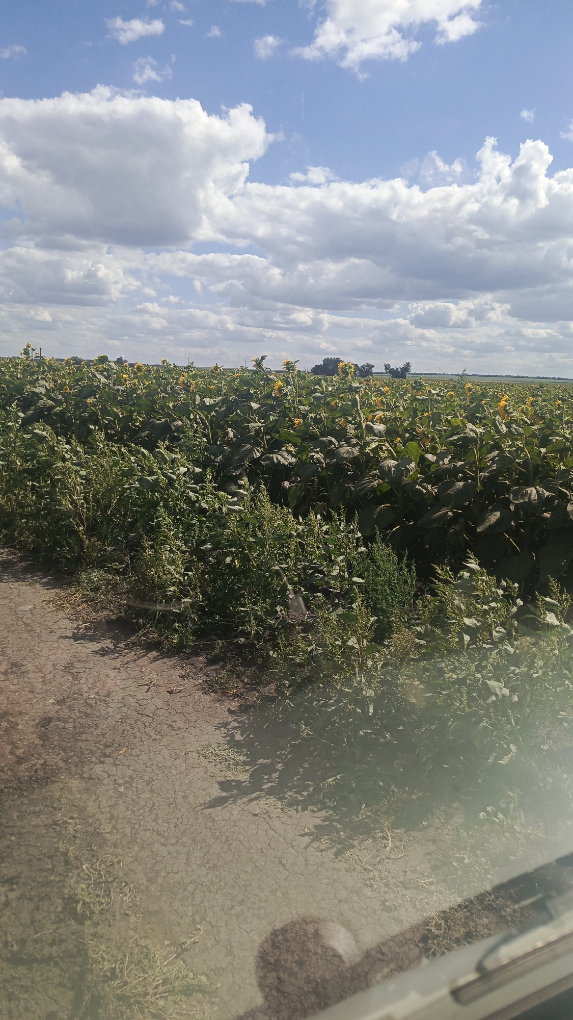 A field of sunflowers stretches into the distance under a blue sky with scattered white clouds. A dirt path runs along the left side of the image, bordered by tall green weeds. In the foreground, the reflection of a vehicle's windshield and dashboard is visible, indicating the photo was taken from inside a car. The sun is shining, casting shadows on the path. The scene is likely rural, given the vastness of the field and the agricultural appearance.