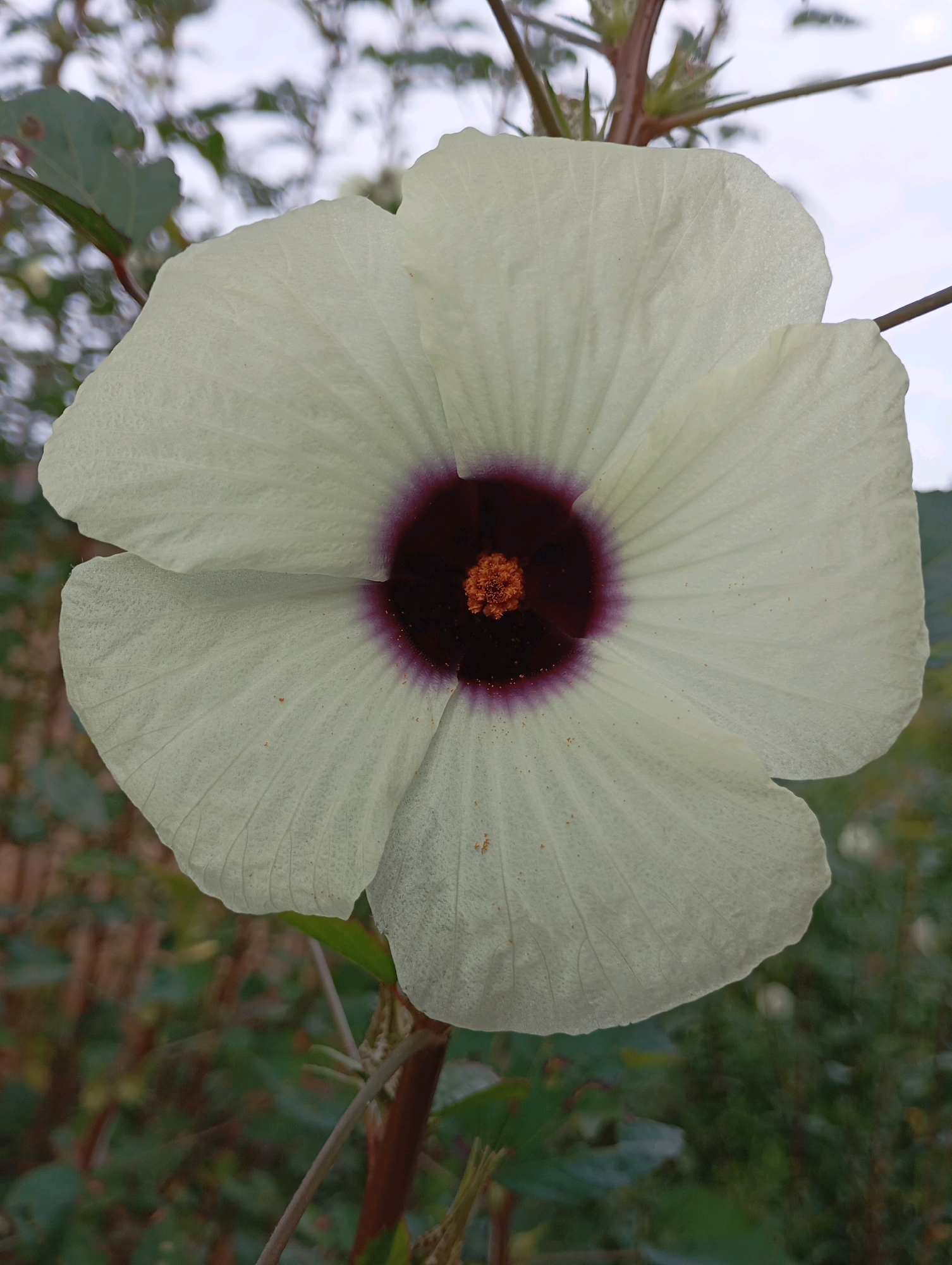 A close-up, eye-level shot captures a single, pale white hibiscus flower with a dark maroon center and orange stamen. The flower's delicate petals are visible, showing their texture and vein patterns. The surrounding environment is a natural, outdoor setting with blurred green foliage and a light sky in the background. The image is focused on the flower, with the rest of the scene out of focus. No people or specific urban landmarks are identifiable; the setting is a general outdoor environment. The image does not provide information about its location in Jos, Nigeria.