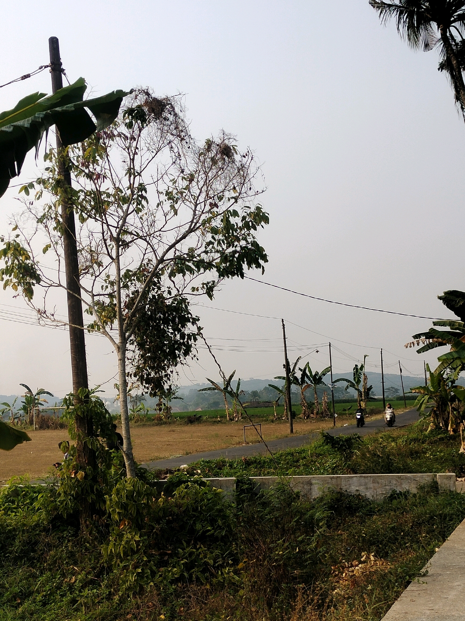 The image captures a rural scene in Pujut, Indonesia, under a pale, overcast sky. A prominent wooden utility pole stands to the left, draped with banana leaves and wires. Beside it, a bare-branched tree with sparse foliage is adorned with several bird nests. In the mid-ground, a paved road winds through a landscape of brown fields and scattered banana trees, with distant rolling hills visible on the horizon. Two motorcycles, each with a rider, are traveling on the road. The foreground is dominated by dense green foliage and a low concrete structure.