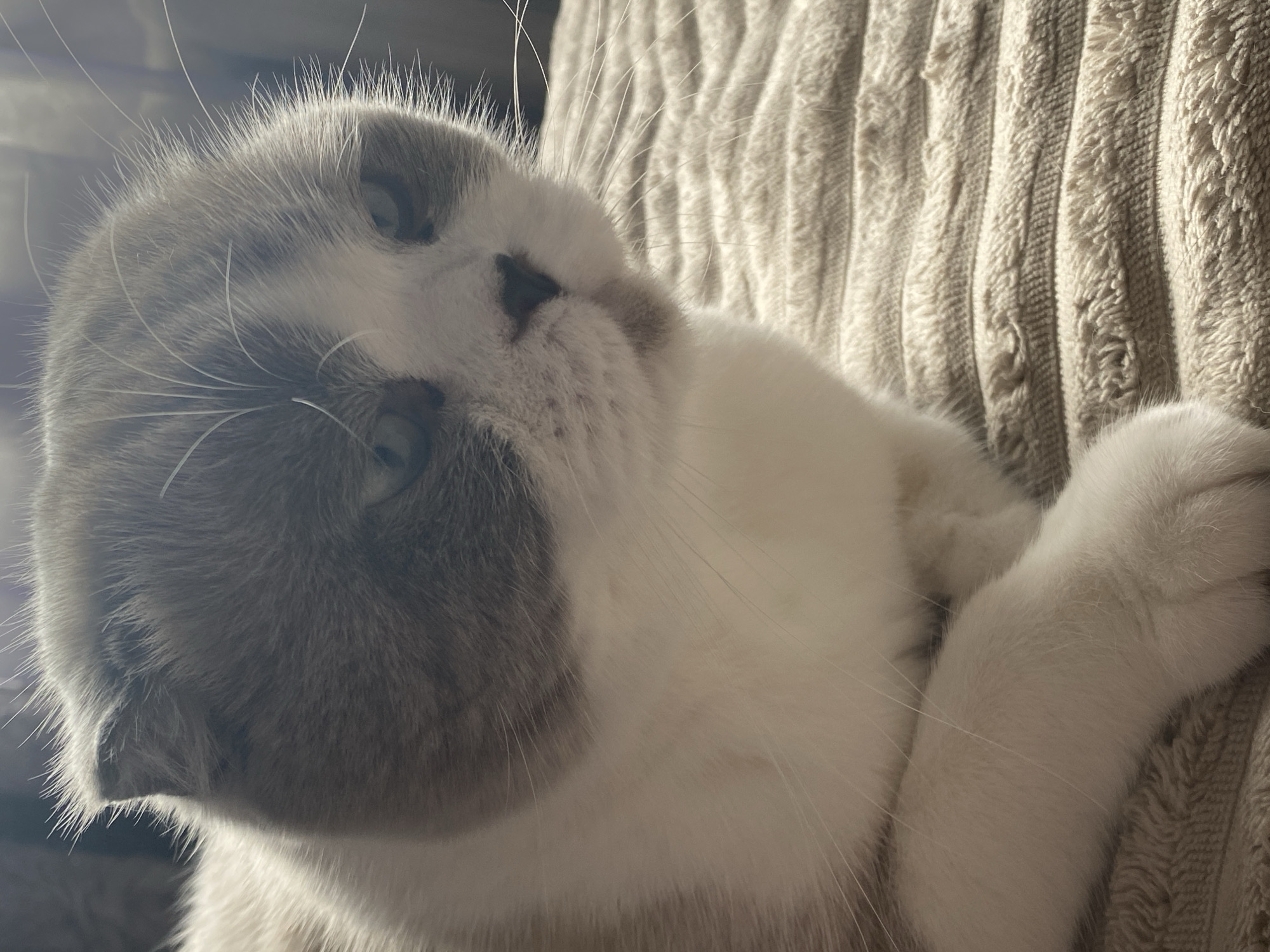 The image shows a close-up of a Scottish Fold cat with grey and white fur. The cat is lying down on a textured, cream-colored surface. The cat's ears are folded down, and its eyes are partially closed. The lighting suggests it is indoors, with sunlight possibly coming from the side. There is no information in the image that allows for the determination of its location in Novokuznetsk, Russia.