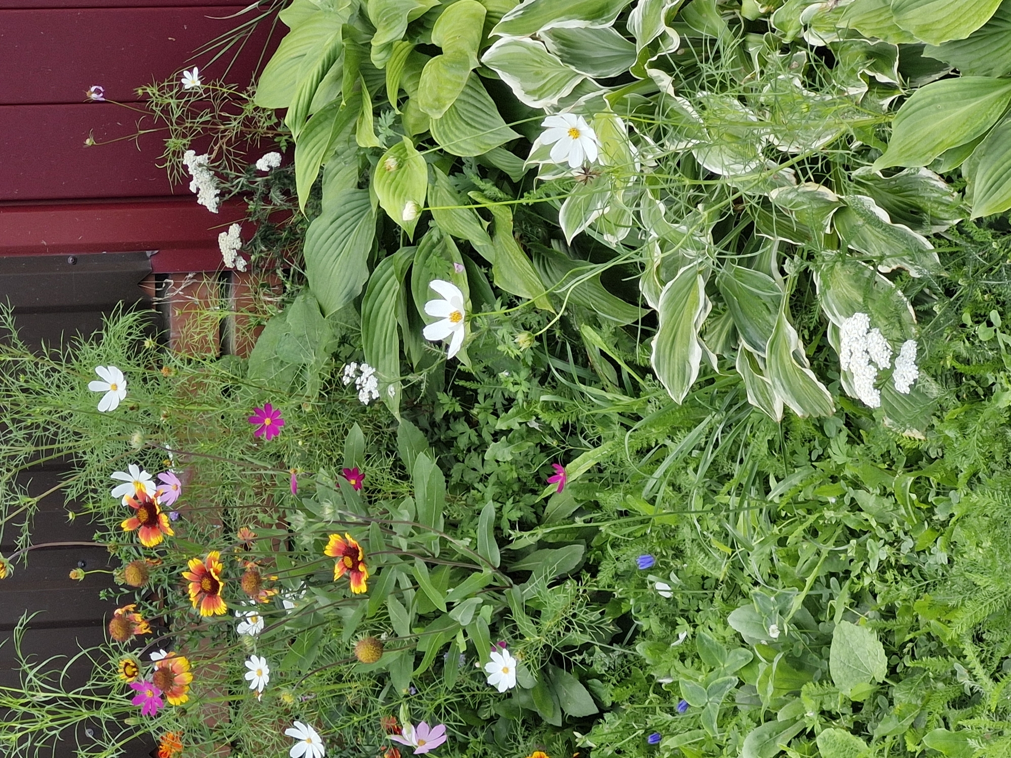The image depicts a close-up view of a flower garden located outdoors, likely in Buzdyak, Russia. The garden is densely populated with various types of flowers and foliage. Prominent in the foreground are large, green hosta plants with variegated white and green leaves, interspersed with smaller white flowers and delicate green leafy plants. In the mid-ground and background, a variety of colorful flowers are visible, including bright orange and yellow blossoms with red centers, pink cosmos flowers, and white cosmos flowers with yellow centers. There are also numerous green leafy plants and tall, wispy grasses. A dark wooden fence or wall, painted a deep red, forms the backdrop on the right side of the image, with some brickwork visible on the left. The overall impression is that of a lush, vibrant garden in bloom during the daytime. There are no people or animals present in the image, and no specific actions or interactions are depicted. The scene is static and focuses solely on the natural elements of the garden.