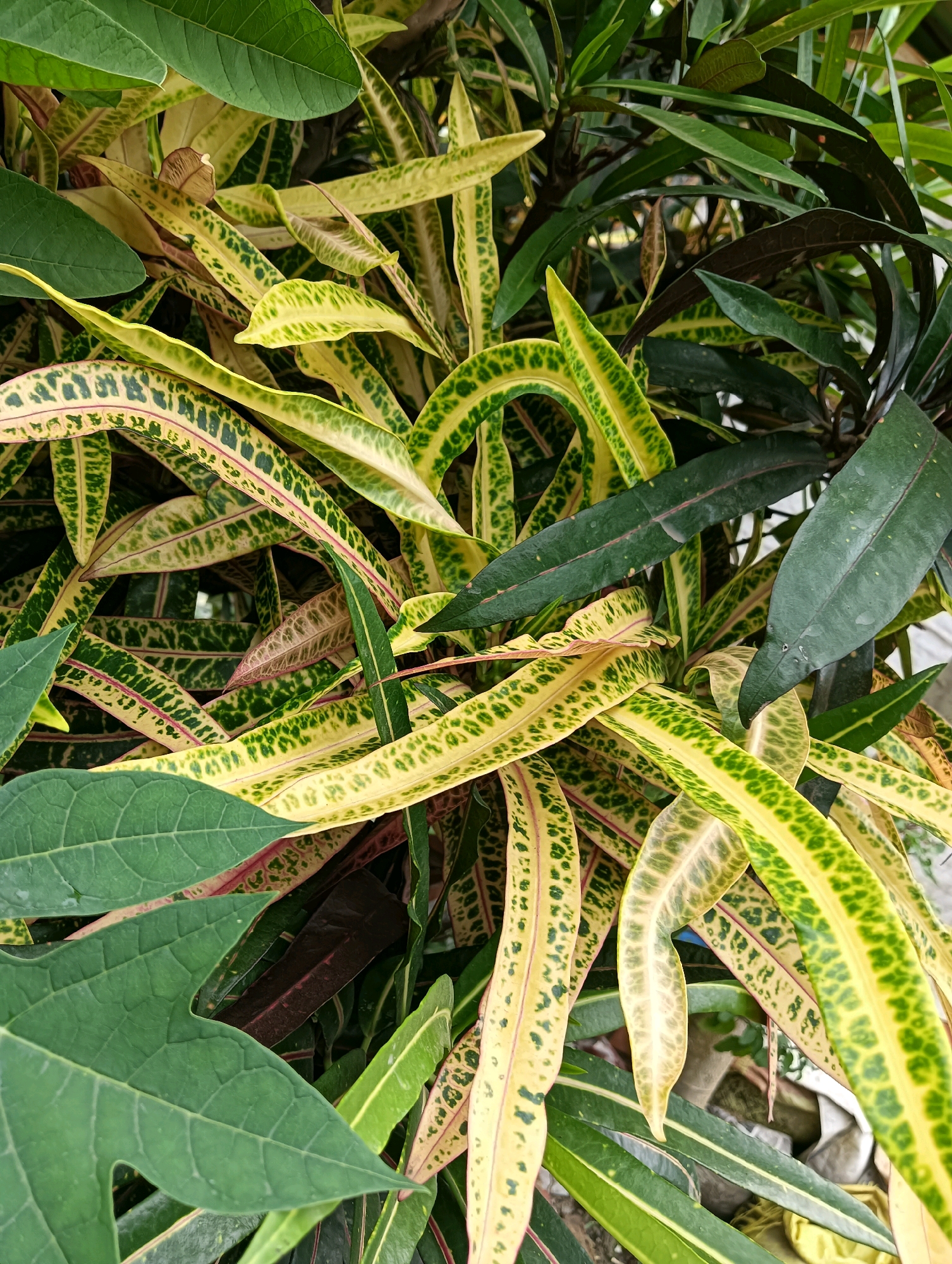 The image depicts a close-up view of a dense cluster of tropical plants. The dominant foliage is a variety of croton plants with long, narrow leaves exhibiting vibrant patterns of yellow, green, and red. Interspersed among these are broader, dark green leaves, some of which appear to be from a different plant species, possibly a papaya plant due to their palmate shape. The plants are layered and overlapping, creating a rich tapestry of color and texture. In the background, hints of other dark green leaves and some light-colored objects, possibly rocks or pots, are visible. The lighting suggests an outdoor setting, likely in a garden or densely planted area. There are no people or discernible actions captured in the image. The setting appears to be a botanical or garden environment, and based on the provided location, it is within the city of Barrackpore, India.