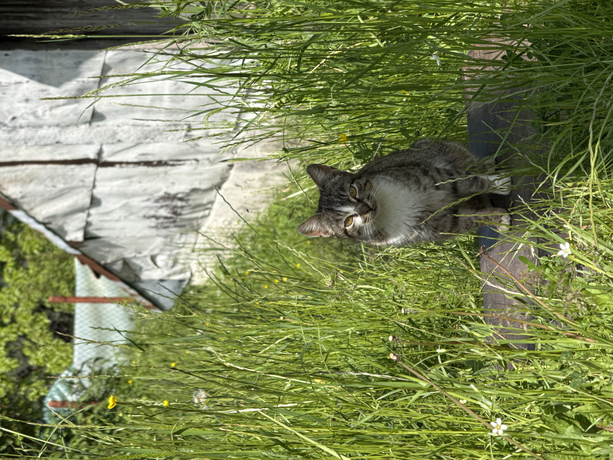 A medium-sized gray and white tabby cat is nestled in a patch of tall, green grass. The cat is looking directly at the camera with its yellow eyes. Behind the grass and cat, there is a structure covered with white material, possibly a building or shed. The scene appears to be outdoors, likely in a yard or field. The image is possibly taken in a neighborhood in Ogled, Bulgaria, given the background elements of domestic structure and environment.