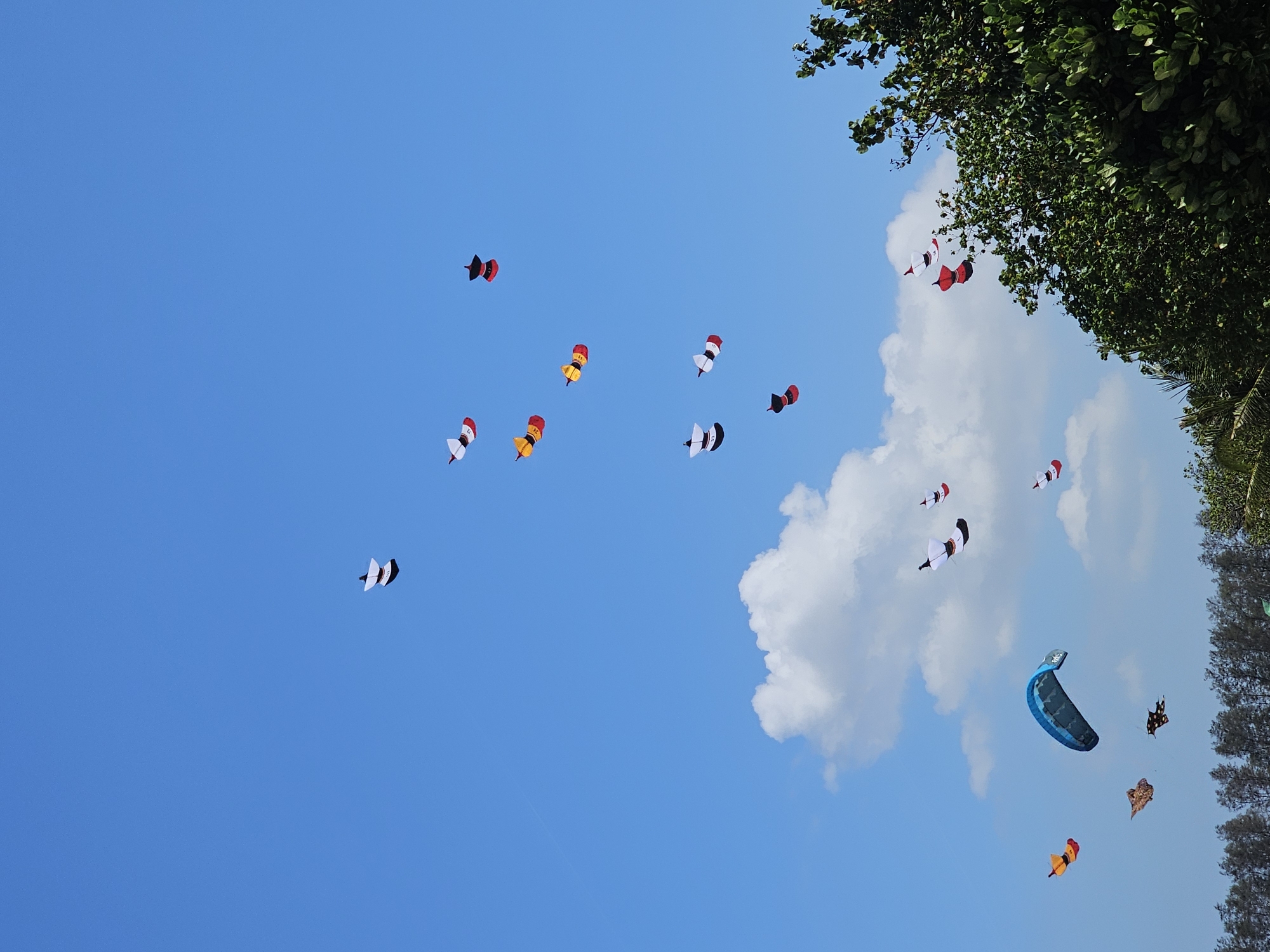 In Denpasar, Indonesia, a clear blue sky serves as the backdrop for numerous kites in various shapes and colors. A large, blue kite, likely a power kite or kiteboard, is prominent in the center of the frame, appearing to be in mid-flight. Several smaller, traditional kites, many with red, white, and yellow designs, are also visible, scattered across the sky. Some of these appear to be shaped like traditional Indonesian figures or boats. In the lower portion of the image, a dense line of trees forms the horizon, with a few palm fronds visible on the right side. A few white clouds are present in the sky, adding texture to the otherwise clear blue. No people are visible in the image.