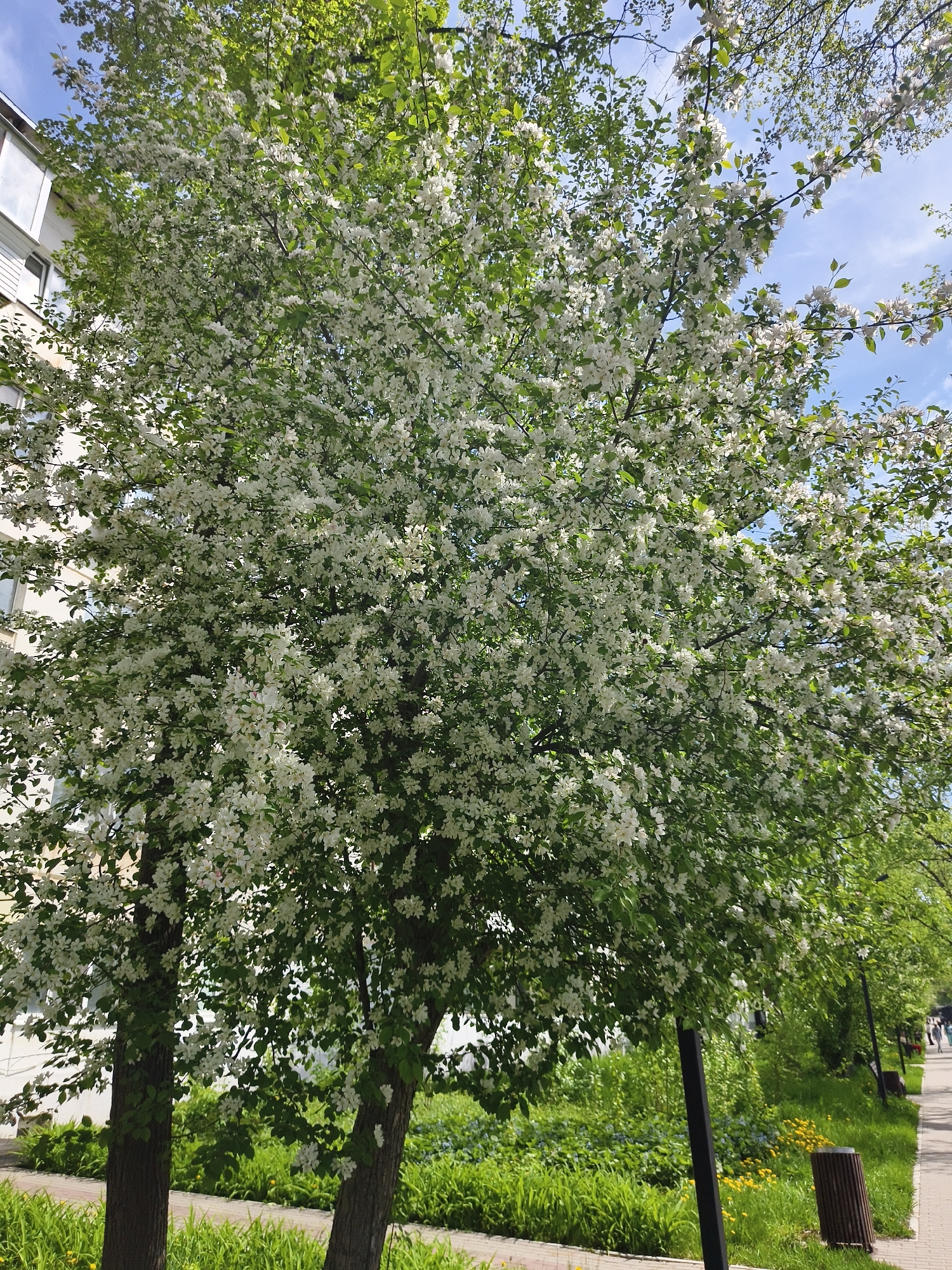 Here's a description of the image:
The image depicts a large tree in full bloom with white blossoms, likely a flowering crabapple or similar species. The tree dominates the foreground and middle ground, its branches densely covered in flowers and green leaves. Behind the tree, a building with white walls and windows is partially visible, suggesting an urban or suburban setting. To the right of the tree, a sidewalk stretches into the distance, lined with green grass and foliage. A black lamp post and a trash receptacle stand along the walkway. The sky is visible in the upper right corner. The setting is likely a city park or a street lined with trees in full bloom.