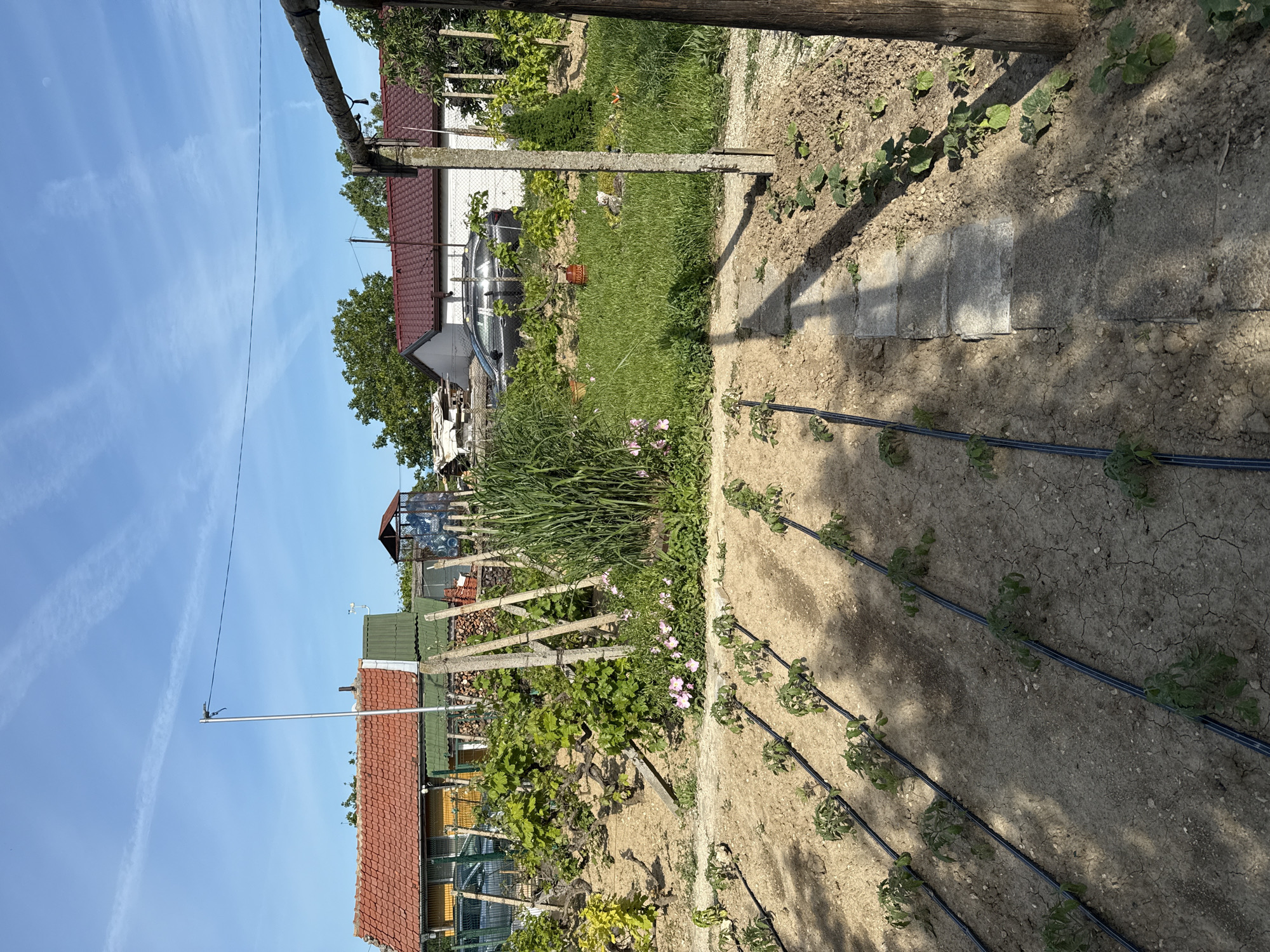 The image shows a garden in a rural or suburban area, likely in the vicinity of Varna, Bulgaria given the request. The foreground features rows of small plants, likely vegetables, with a black irrigation system running alongside. The soil is dry and cracked in some areas. Concrete slabs form a pathway. Wooden posts and beams create a structure overhead, possibly for supporting climbing plants. In the midground, there's a patch of tall grass and flowers. Beyond that, various houses with red and green roofs are visible. The sky is blue with some wispy clouds. There are no people visible in the image. The scene is a typical backyard garden landscape.