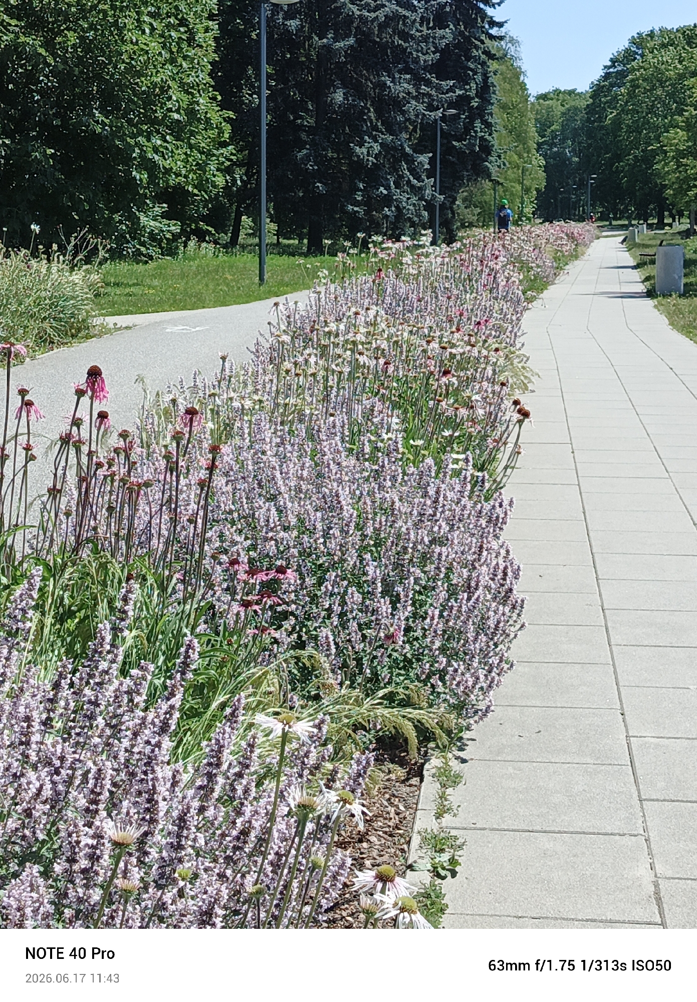 The image depicts a park scene in Warsaw, Poland, focusing on a paved walkway bordered by a dense planting of purple and white flowers. The walkway, made of light-colored concrete tiles, extends into the distance, suggesting a park or public garden path. To the left of the walkway, a continuous flower bed showcases a variety of blooms, predominantly in shades of lavender and pink, with some white coneflowers. Behind the flowers, a paved cycling path is visible, with a bicycle symbol painted on its surface. Further back, a row of mature trees, including what appear to be spruce and deciduous varieties, forms a backdrop. The sky is clear and blue. A few individuals are present in the distance: one person wearing a green hat stands near the trees, and another, further down the path, appears to be walking or cycling. The overall impression is one of a well-maintained public space on a sunny day. The bottom of the image includes text overlays indicating "NOTE 40 Pro," "2026.06.17 11:43," and "63mm f/1.75 1/313s ISO50," which are likely camera metadata.