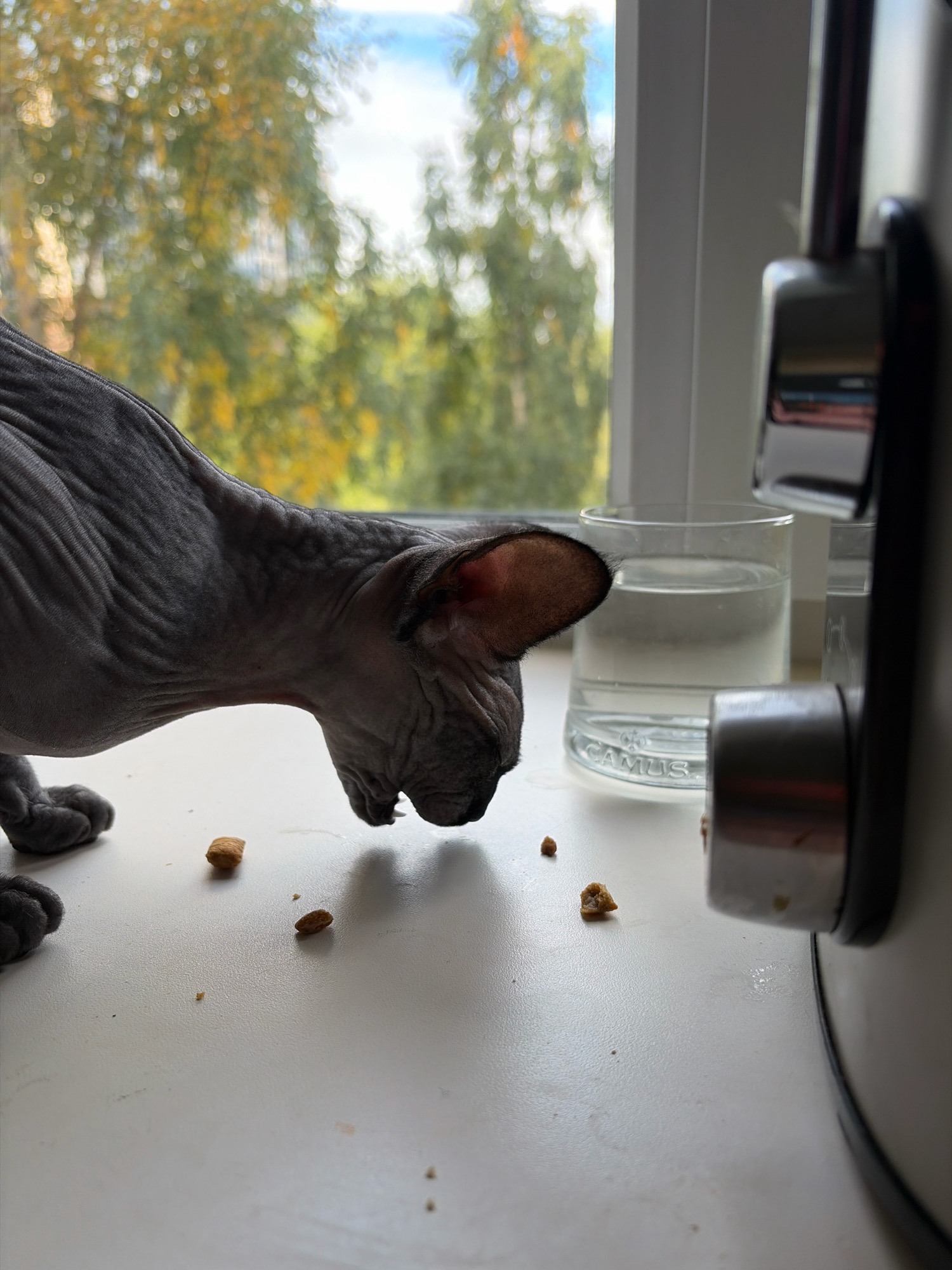 A grey Sphynx cat is crouched on a white windowsill, sniffing at scattered pieces of kibble. In the background, out of focus, is a window showing trees with autumn foliage and a blue sky. To the right of the cat are two glasses of water, one partially obscured by a silver appliance. The scene is indoors, near a window. The image does not contain information about the city of Arkhangelsk, Russia.