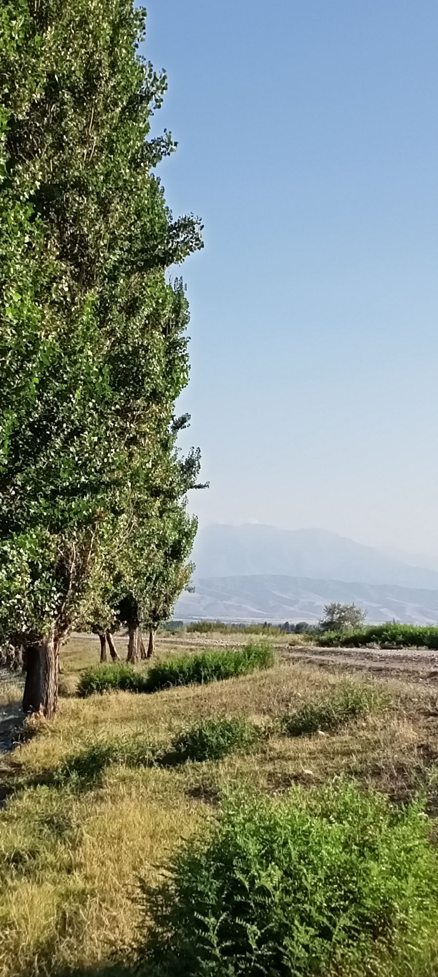 This image depicts a natural outdoor scene. In the foreground, a row of tall, leafy trees stands to the left of the frame, with their trunks visible and foliage dense and green. The ground is covered in dry, yellowish-brown grass, interspersed with patches of bright green bushes and low-lying vegetation. A dirt path or road is faintly visible in the middle ground, running horizontally. In the distance, hazy mountains are silhouetted against a clear, pale blue sky. The environment appears rural and undeveloped, with no signs of urban structures or human activity. The image was taken in the city of Aral, Kyrgyzstan, which is known for its arid landscape and proximity to the Aral Sea region.