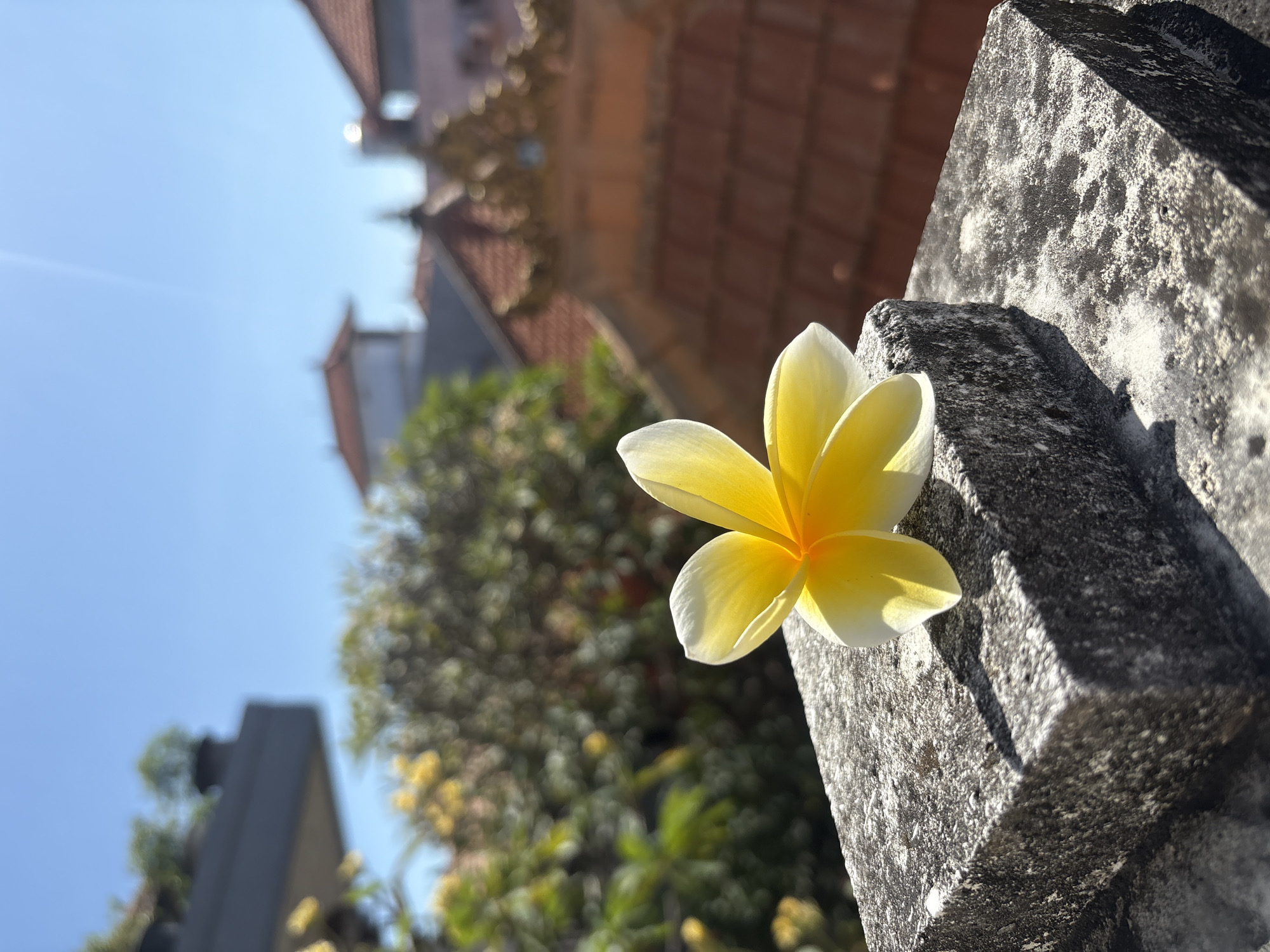 A single yellow and white plumeria flower rests on a textured, weathered grey concrete surface under a clear blue sky. The flower is in sharp focus, with its petals delicately unfurling, showcasing a gradient from white at the tips to a vibrant yellow towards the center. Sunlight casts a soft shadow from the flower onto the concrete. In the background, out of focus, are rooftops with terracotta tiles and lush green foliage, suggesting an outdoor setting, possibly in a tropical or subtropical climate. The overall impression is one of tranquility and natural beauty.
