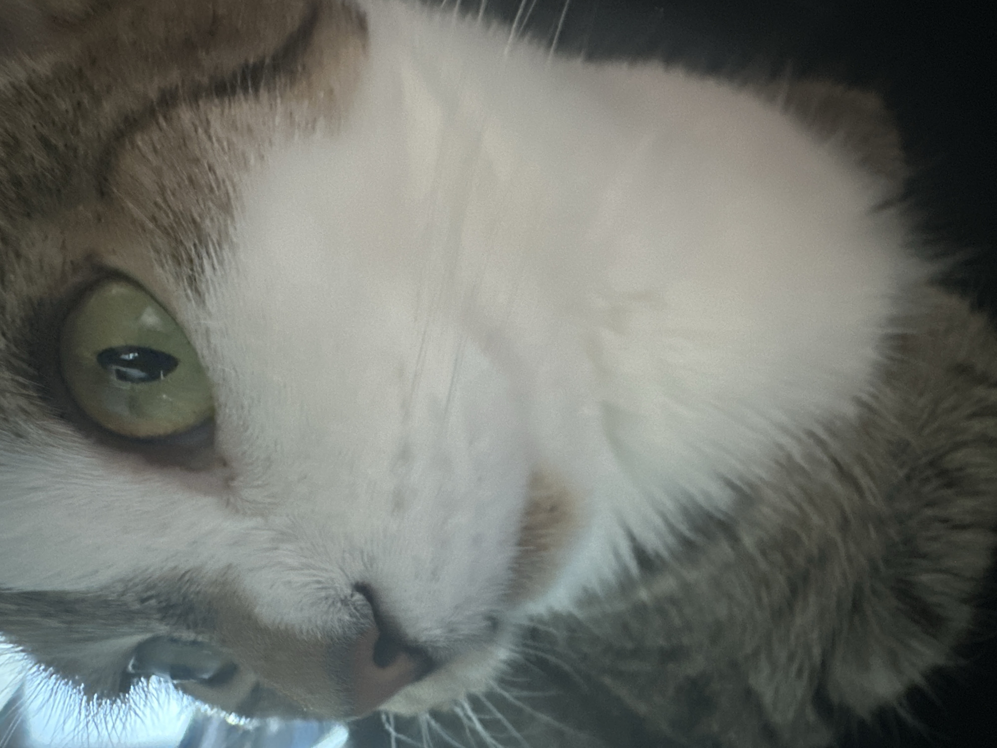 The image is a close-up, low-angle shot of a cat's face. The cat has green eyes, white and brown fur, and prominent whiskers. The focus is on the cat's left eye and muzzle. The background is dark and blurred, suggesting the cat is indoors or in low light conditions. There are no identifiable landmarks or environmental clues to determine a specific location in Kyiv, Ukraine.