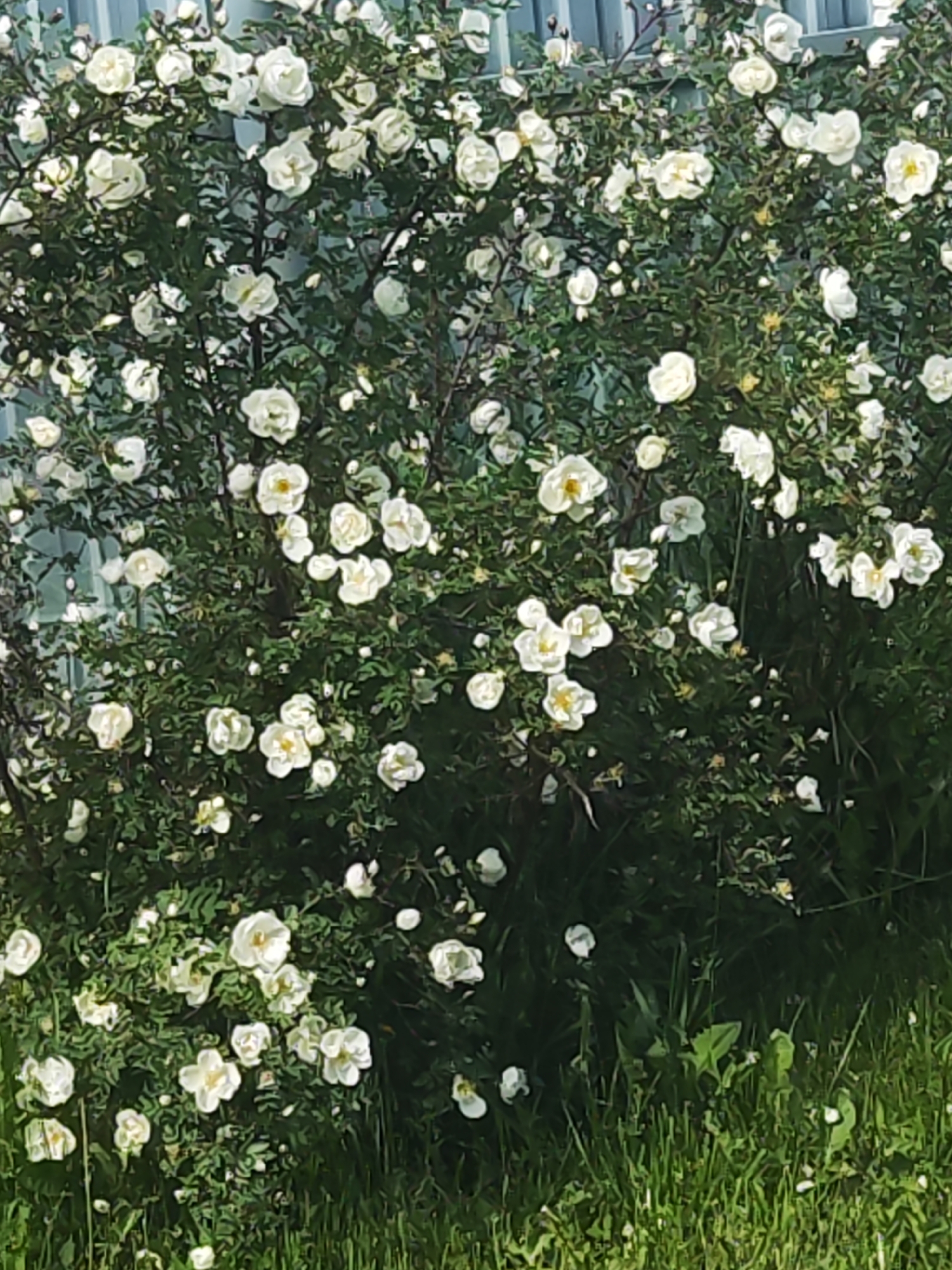 The image displays a close-up view of a lush green bush adorned with numerous white flowers, likely wild roses or a similar species. The bush occupies most of the frame, showcasing dense foliage of various shades of green.
The flowers are predominantly white, featuring distinct yellow centers composed of stamens. They are in various stages of bloom, with many fully open and scattered generously throughout the branches, creating a vibrant, dotted pattern against the dark green leaves. Some flowers appear slightly off-white or cream-colored due to lighting or natural variation.
In the background, partially obscured by the bush's leaves, a light-colored fence is visible. It appears to be made of vertical panels, possibly corrugated metal or painted wood, reflecting some light. The foreground of the image features patches of green grass, suggesting the bush is planted near a lawn or a grassy area.
The scene is well-lit, indicating daytime, possibly under sunny or bright overcast conditions, which highlights the white petals and deepens the green of the leaves. There are no people or discernible activities taking place. No text is visible in the image. The overall impression is one of natural beauty and blooming growth during what appears to be late spring or early summer.