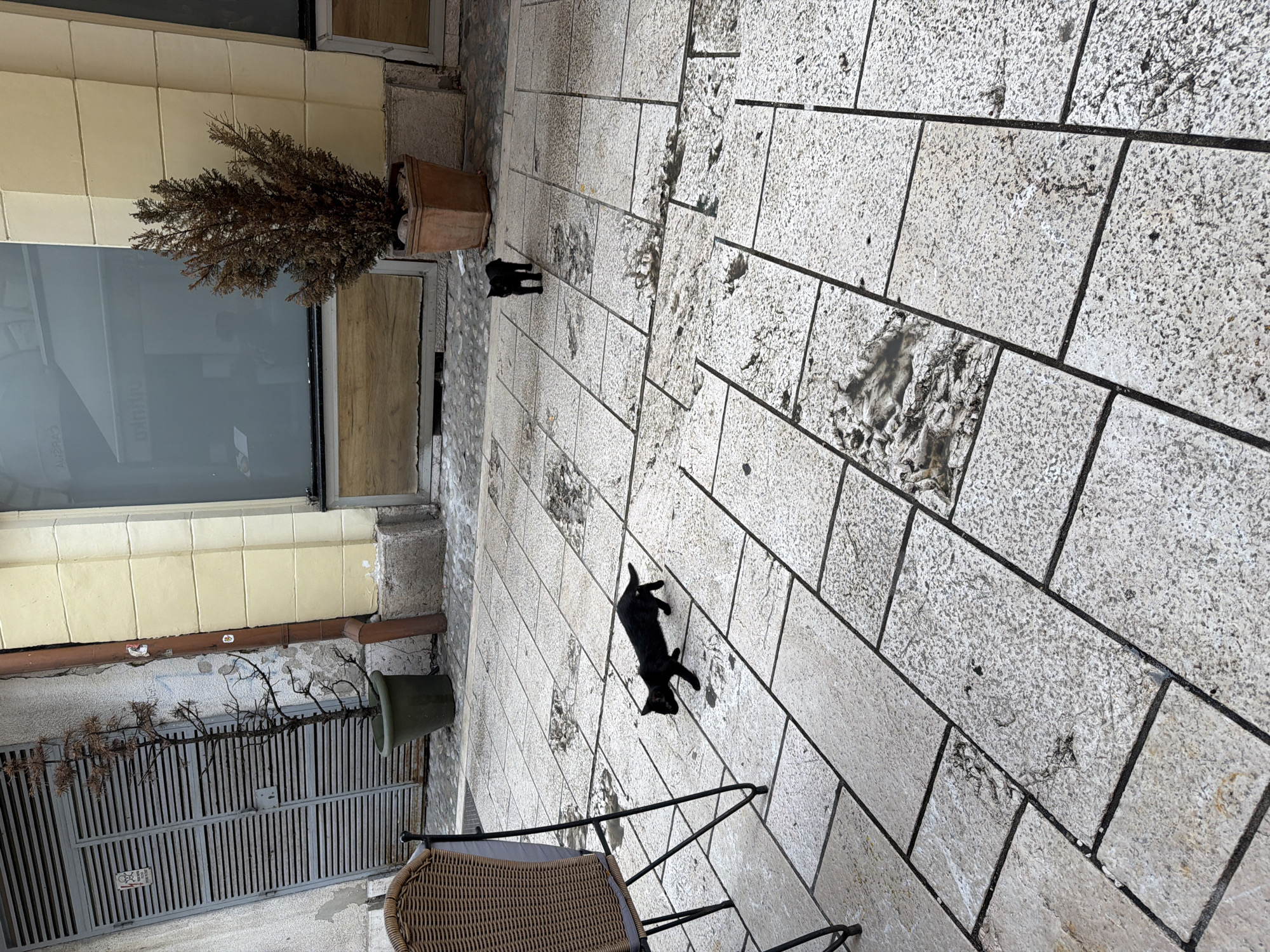 Two black cats are present on a tiled outdoor patio area. One cat is in the foreground, positioned on the left side of the frame, facing right with its body angled towards the lower left. It is walking and appears to be looking down. The second cat is in the mid-ground, to the right of the first cat, facing the camera with its body in a standing position. The patio is made of rectangular light-colored stones with dark grout lines. In the background, to the left, is a grey, ribbed metal door with a potted, dry, spindly tree. To the right of the door is a building with a yellow facade and a large window. Further to the right is another potted, dry, bush-like plant. A wicker chair is partially visible in the lower left corner of the image. This scene is consistent with the outdoor seating area of a cafe or restaurant in Sarajevo, Bosnia and Herzegovina, given the architectural style and the presence of potted plants common in urban outdoor spaces.