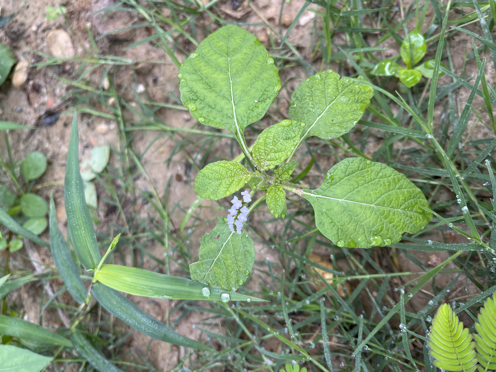 A close-up, overhead shot captures a small green plant with four broad, textured leaves arranged symmetrically around its central stem. Tiny, pale lavender flowers bloom at the very top of the stem. Water droplets glisten on the leaves and on blades of grass surrounding the plant. The ground beneath is a mix of sandy soil and more grass. The scene is located in the city of Durian, Indonesia.