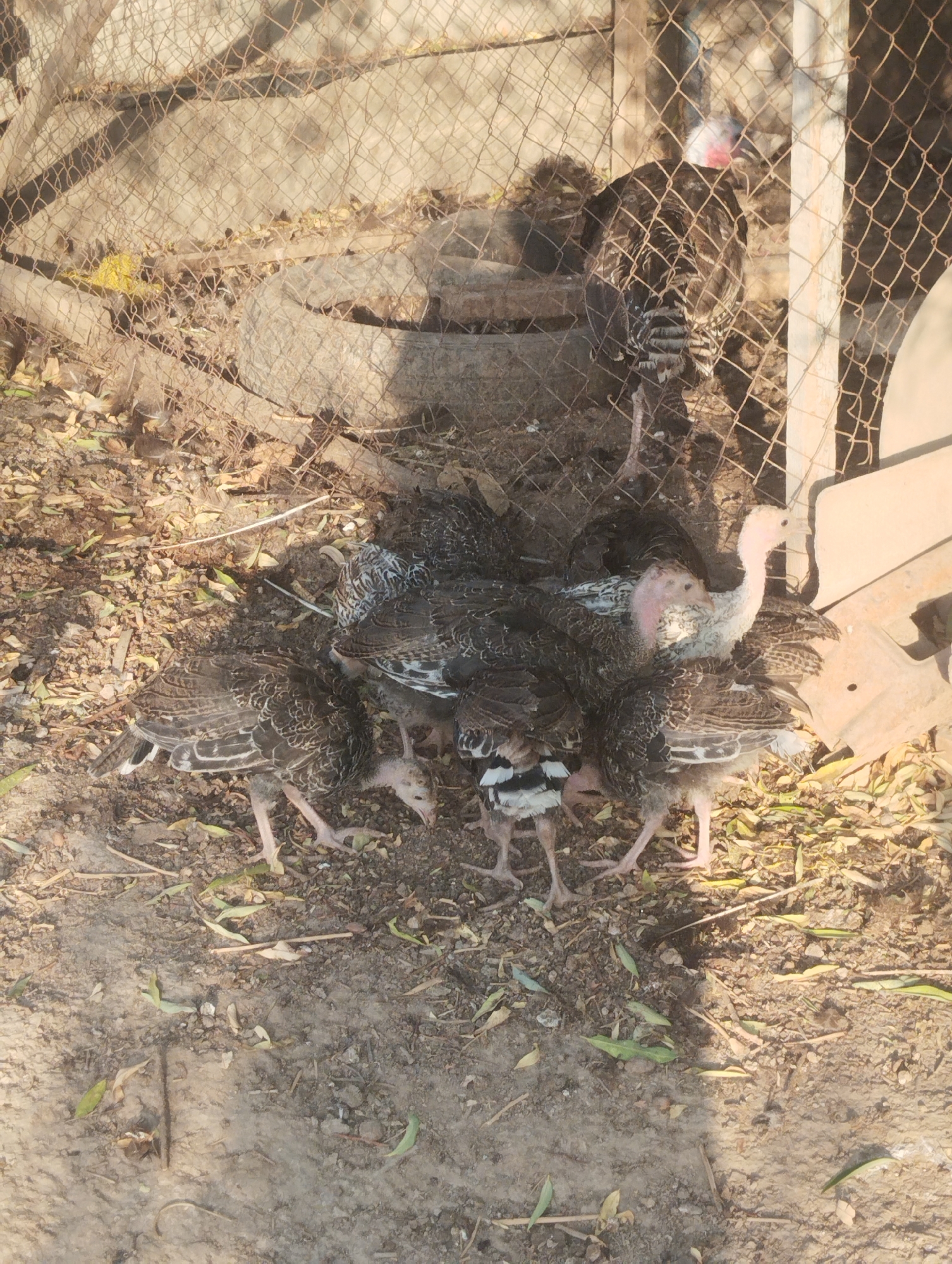 The image depicts a group of young turkeys, or poults, gathered together on dry, dusty ground littered with leaves and twigs. The poults have dark, mottled plumage with some white markings on their wings and chests. Their legs are thin and pinkish-gray. One poult in the center has a pale, pinkish-white neck and head. Another poult visible is lighter in color with a pinkish neck. Behind the poults, a wire mesh fence encloses the area. Partially visible behind the fence is a larger turkey with dark feathers, a white neck, and red wattles on its head. The background suggests an outdoor enclosure, possibly a farmyard or a rural area. The lighting indicates it is daytime, with shadows cast on the ground. The scene appears to be located in Qanlikul, Uzbekistan, consistent with a rural or agricultural setting.