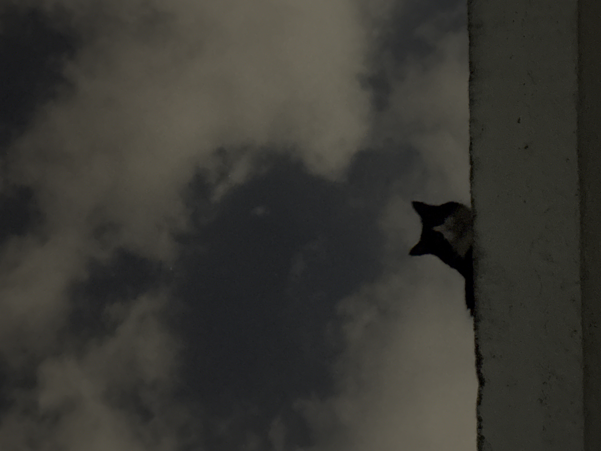 A low-angle shot captures a monochromatic scene. On the right, a vertical, light-colored concrete structure with rough texture. Adjacent to the structure, a black and white cat peeps out, with only its head and part of its body visible. The background reveals a cloudy sky. The location is in Puebla, Mexico.