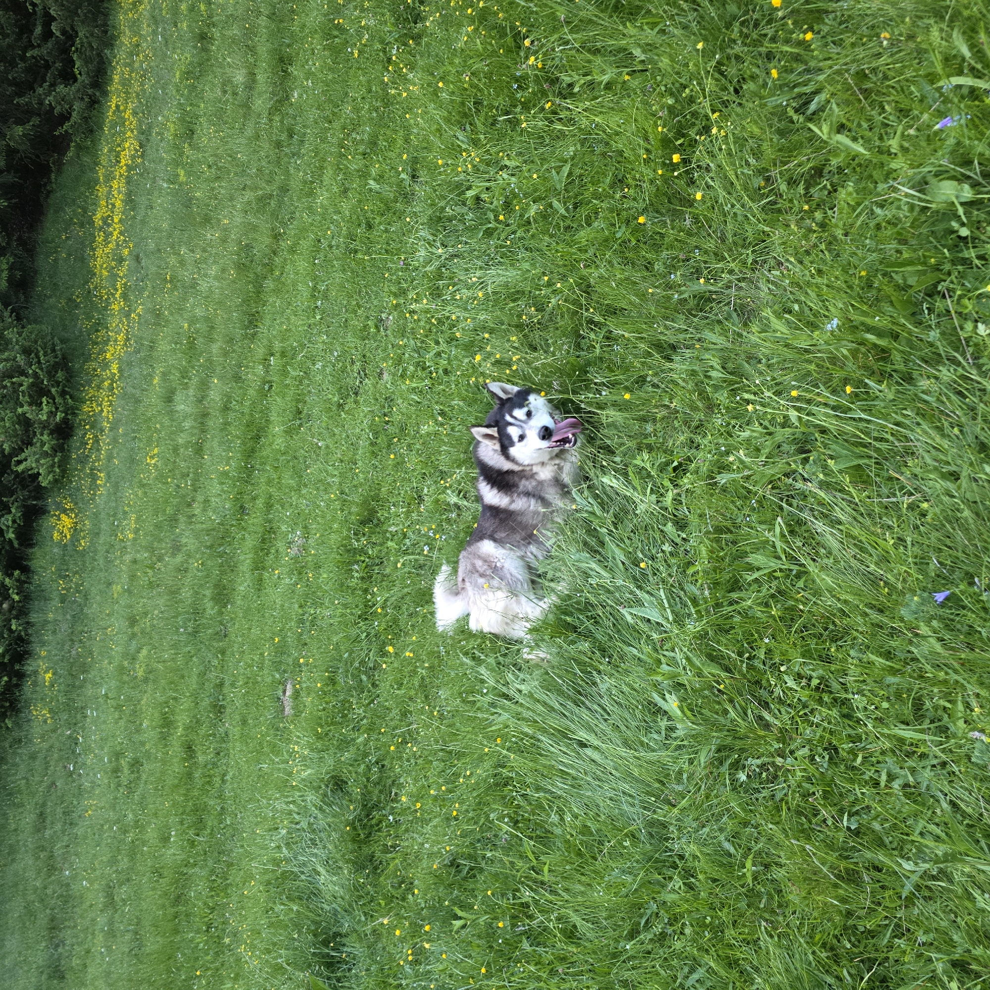 A Siberian Husky dog is lying in a field of tall green grass and yellow wildflowers. The dog's tongue is hanging out and it appears to be panting. The background is a green field with trees and bushes at the top of the image. This scene is located in the city of Smolevo, Bulgaria.