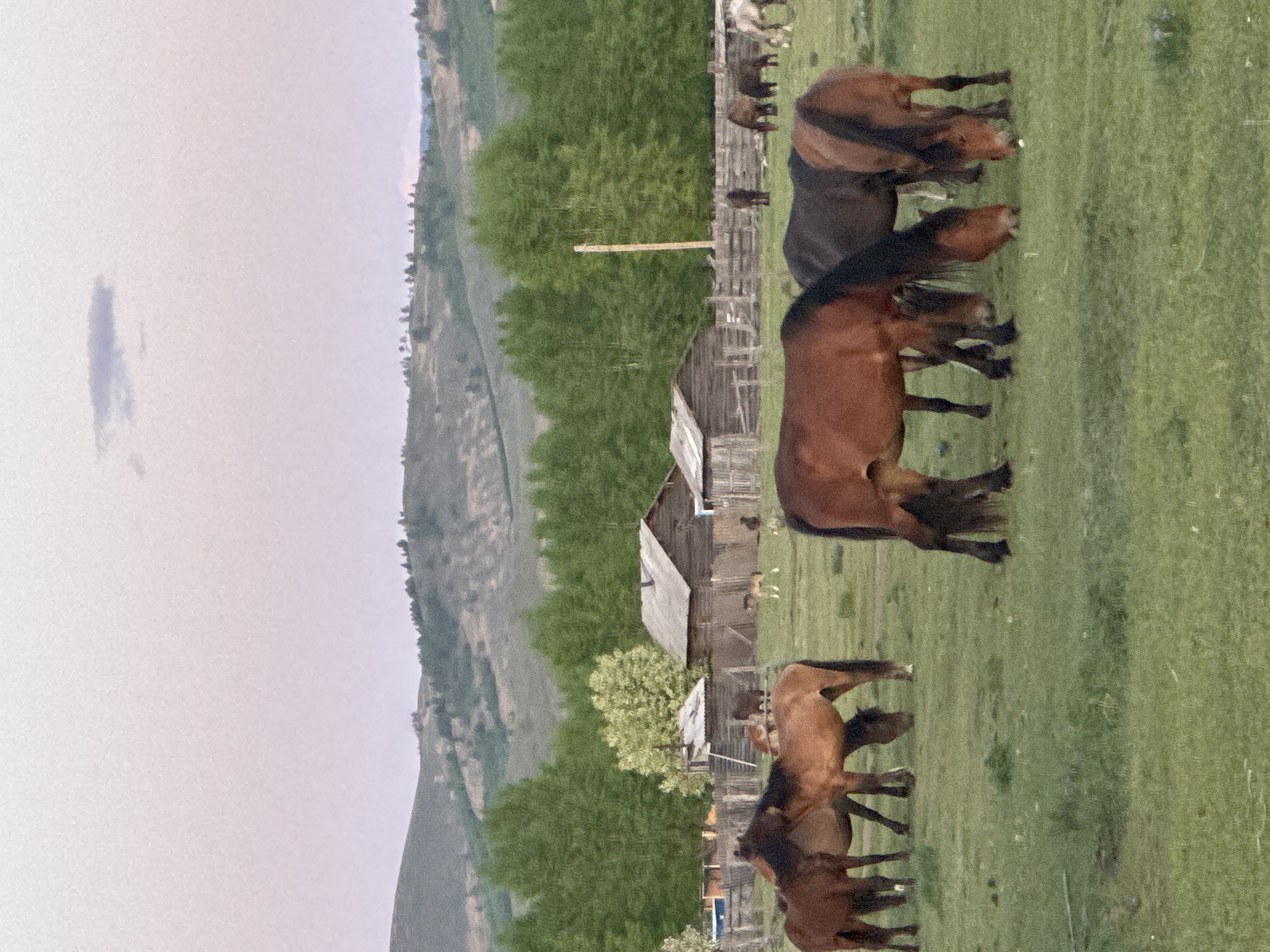 The image depicts a rural scene in the vicinity of Нижний Бургалтай, Russia, dominated by a lush green meadow where a herd of horses grazes. The herd consists of brown and dark brown horses. A dilapidated wooden barn and fence are situated near the center of the frame, further emphasizing the rural setting. The background includes a forested hillside, which rises to meet a hazy, overcast sky, hinting at potential atmospheric moisture.