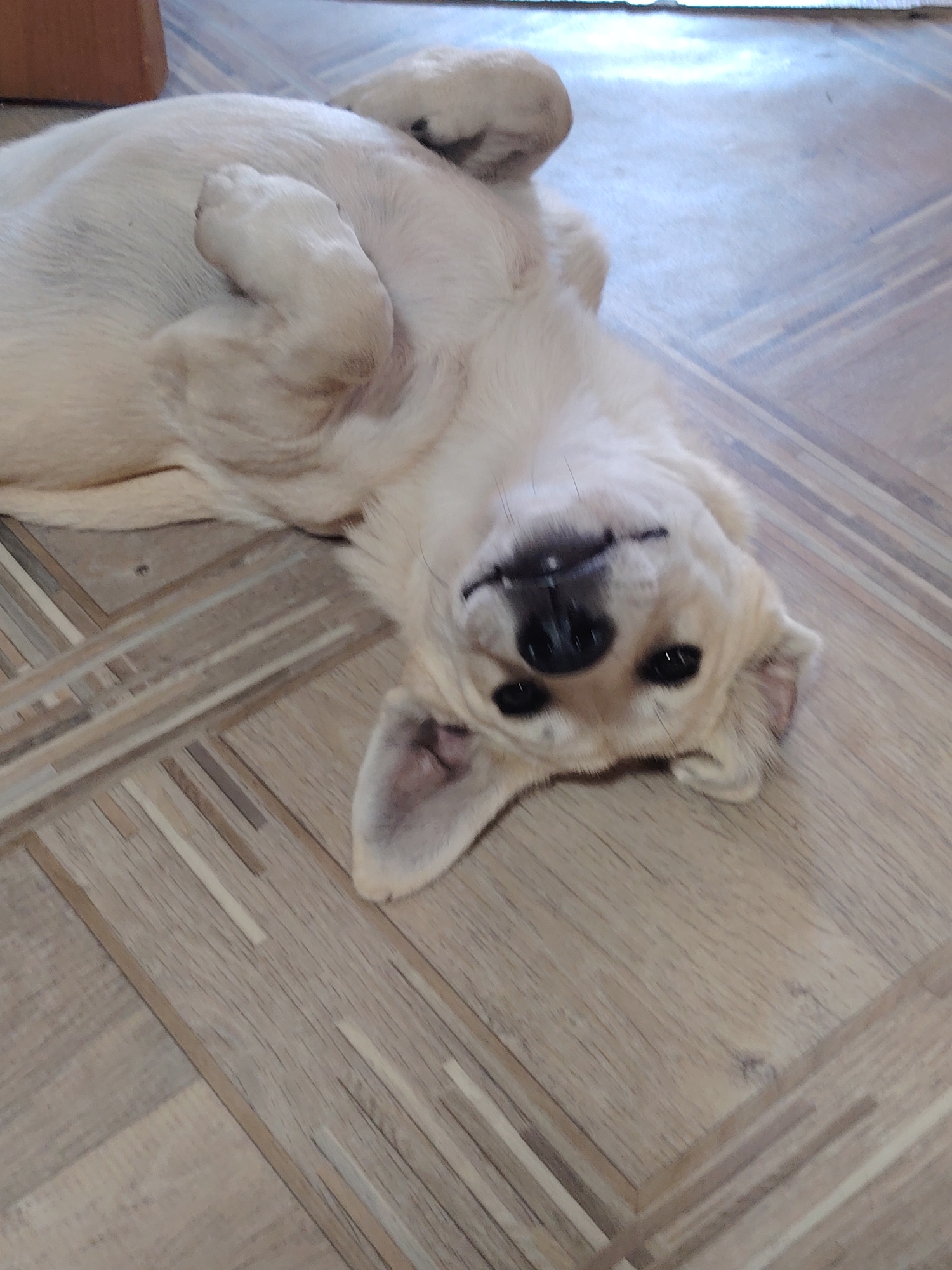 A light-colored puppy is lying on its back on a wooden floor. The puppy's paws are in the air, and its head is tilted to the side, with its eyes and nose visible. The puppy appears relaxed and playful. The floor is made of wooden planks laid in a diagonal pattern. The lighting suggests an indoor environment. There is no visible indication of the city of Rostov-on-Don, Russia.