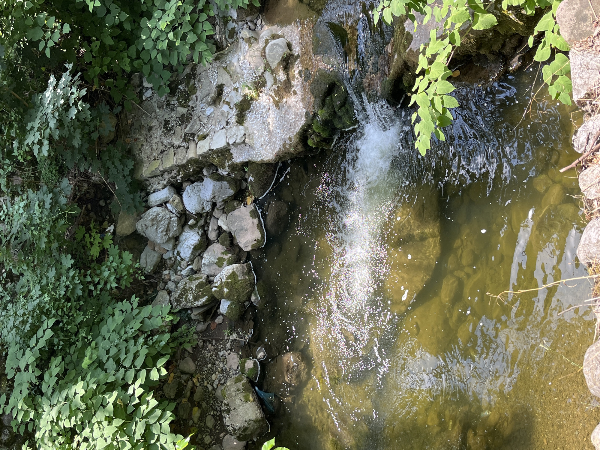 The image depicts a natural scene with a stream flowing through a rocky area surrounded by lush green foliage. In the foreground, a shallow stream with murky, greenish water is visible, with sunlight glinting off its surface, creating a shimmering effect. Rocks and pebbles can be seen submerged in the water. To the right, a small waterfall creates white foam and splashes as it cascades over moss-covered rocks. The banks of the stream are lined with larger rocks, some covered in moss, and dense green vegetation. The background consists of an abundance of leafy plants and trees, creating a shaded, natural environment. The image appears to be taken outdoors on a sunny day. There are no people or animals visible in the scene. The location is not specified in the image or provided crops, therefore, its relation to Vratsa, Bulgaria cannot be determined.