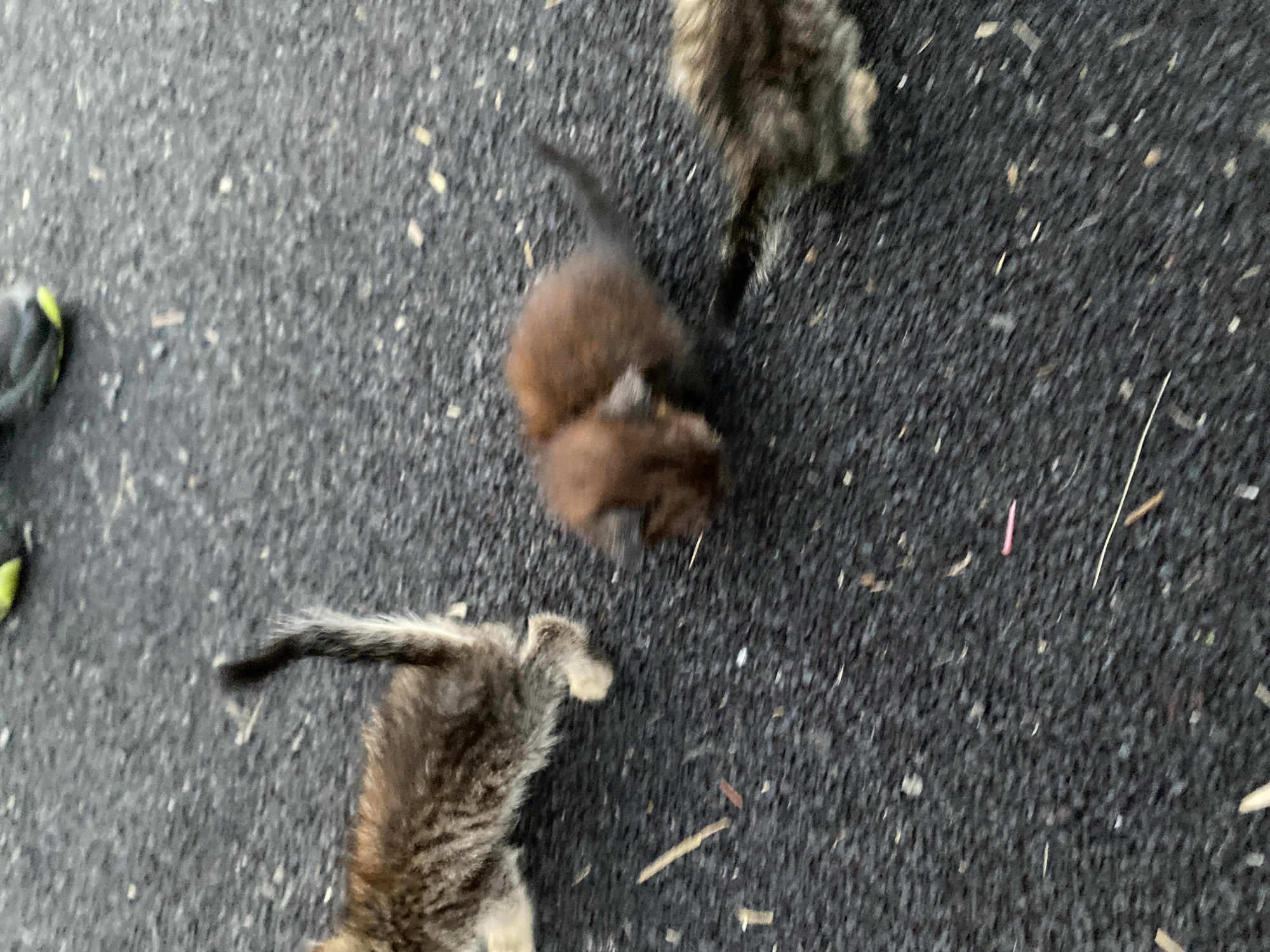 In Maloarslangulovo, Russia, three kittens are on a dark asphalt surface. One tabby kitten is on the left, facing away from the camera, with its tail raised. In the center, two brown kittens huddle together. On the right, another kitten is partially visible, appearing to be a tabby as well. The surface is speckled with small debris.