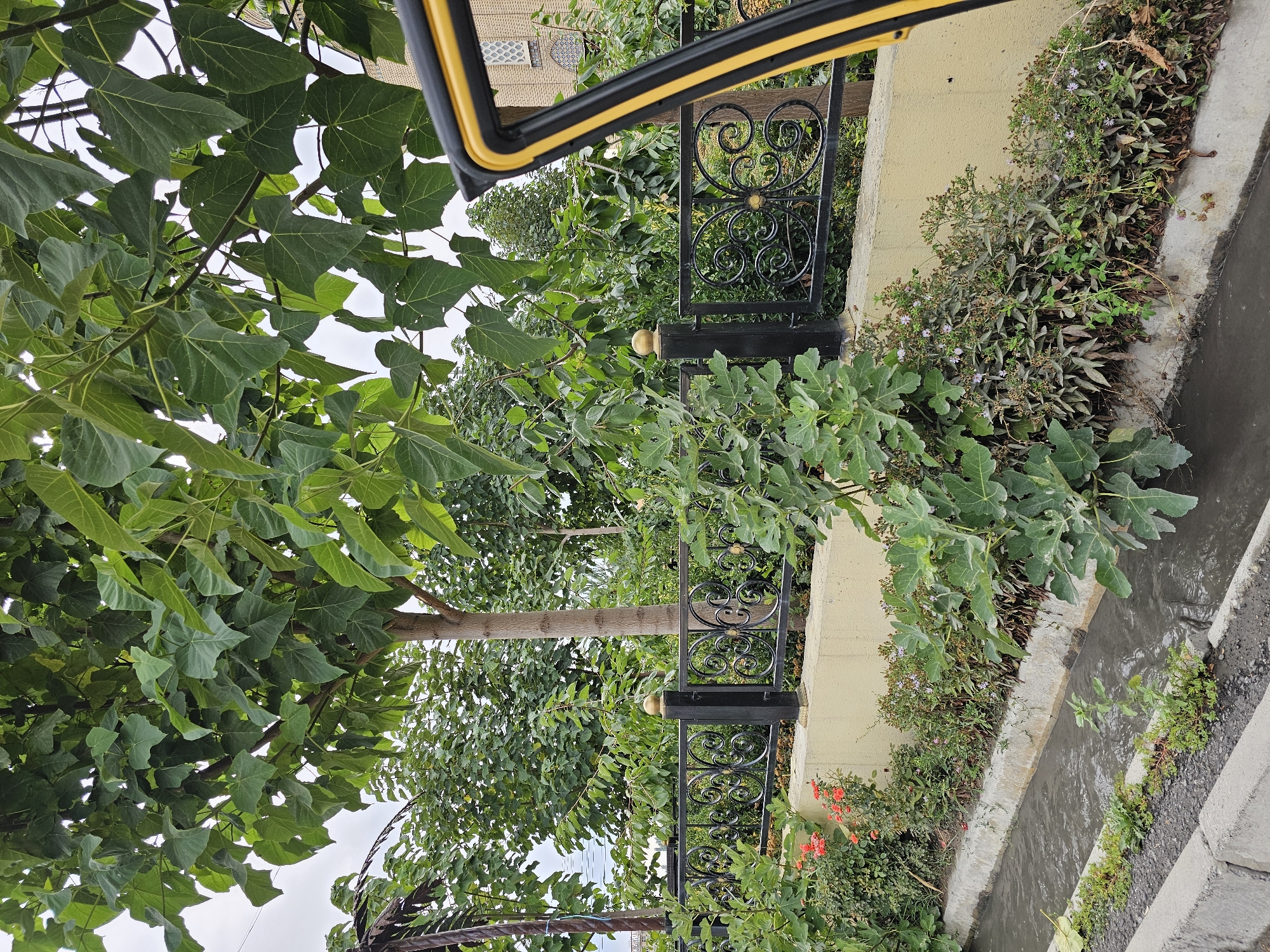 In the city of Özgön, Kyrgyzstan, a tree with large green leaves is prominently featured in the foreground, its branches arching over a decorative black metal fence with gold accents. The fence encloses a strip of greenery that includes a fig tree with large leaves, some small flowering plants with purple and pink blossoms, and several other leafy bushes. Behind the fence, more trees and foliage are visible. A beige wall runs along the base of the fence. To the left of the fence, a concrete-lined irrigation canal carries murky water, with a grey concrete curb and asphalt road bordering it on the far left. To the right of the image, a yellow and black object, possibly part of a vehicle, juts into the frame, and a building with light-colored bricks and a patterned window is partially visible in the background. The sky is overcast.