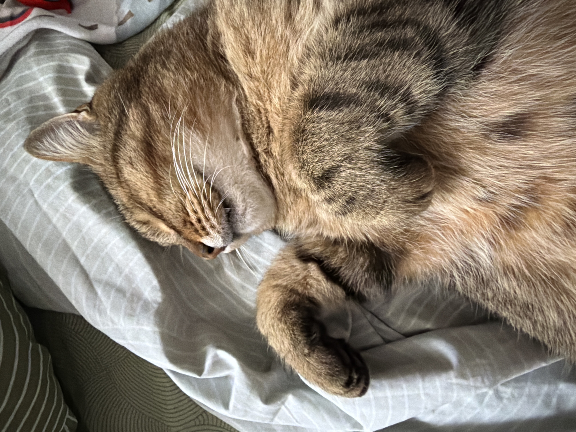 In the city of Mali Kosharyshcha, Ukraine, a brown tabby cat is depicted sleeping soundly on a bed. The cat is lying on its back, with its paws curled up and its eyes closed. The fur of the cat is a mix of brown, black, and white, with distinctive tabby markings. The cat's whiskers are long and white, and its ears are pointed upwards.
The bed is covered with light gray bedding that has a subtle striped pattern. The background shows hints of other bedding or pillows with different patterns, one appearing to have a green geometric design and another with cartoonish elements. The lighting in the scene suggests natural light filtering in, creating soft shadows on the bedding. The overall impression is one of peaceful repose.